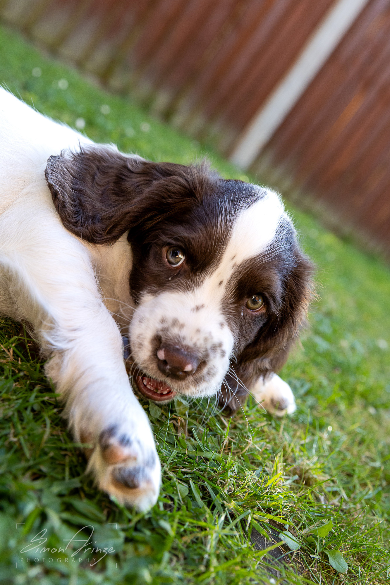 Stanley - 29/04/2026 - Simon Arinze Photography