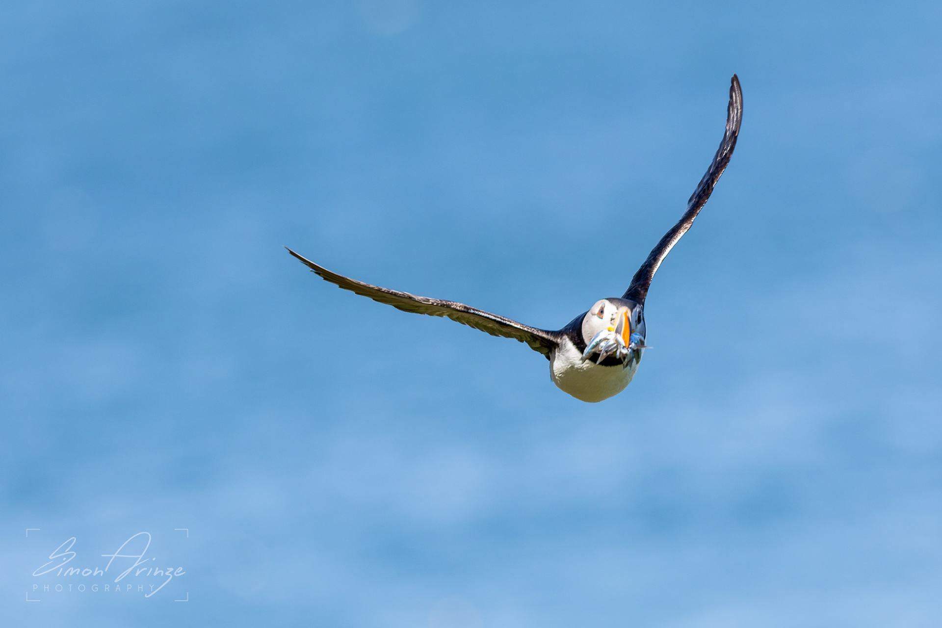 Skomer Island - 12/06/2026 - Simon Arinze Photography