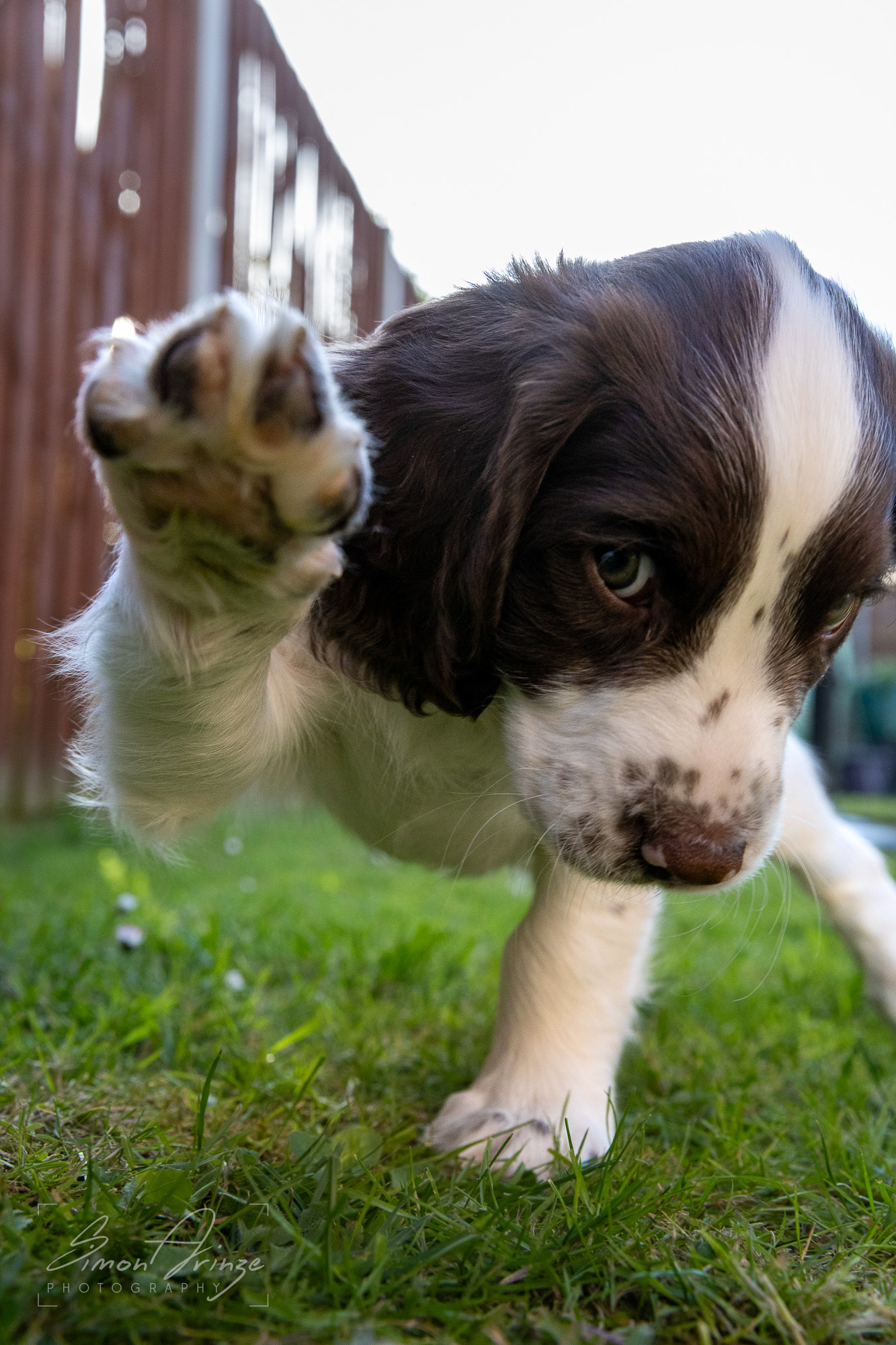 Stanley - 29/04/2026 - Simon Arinze Photography