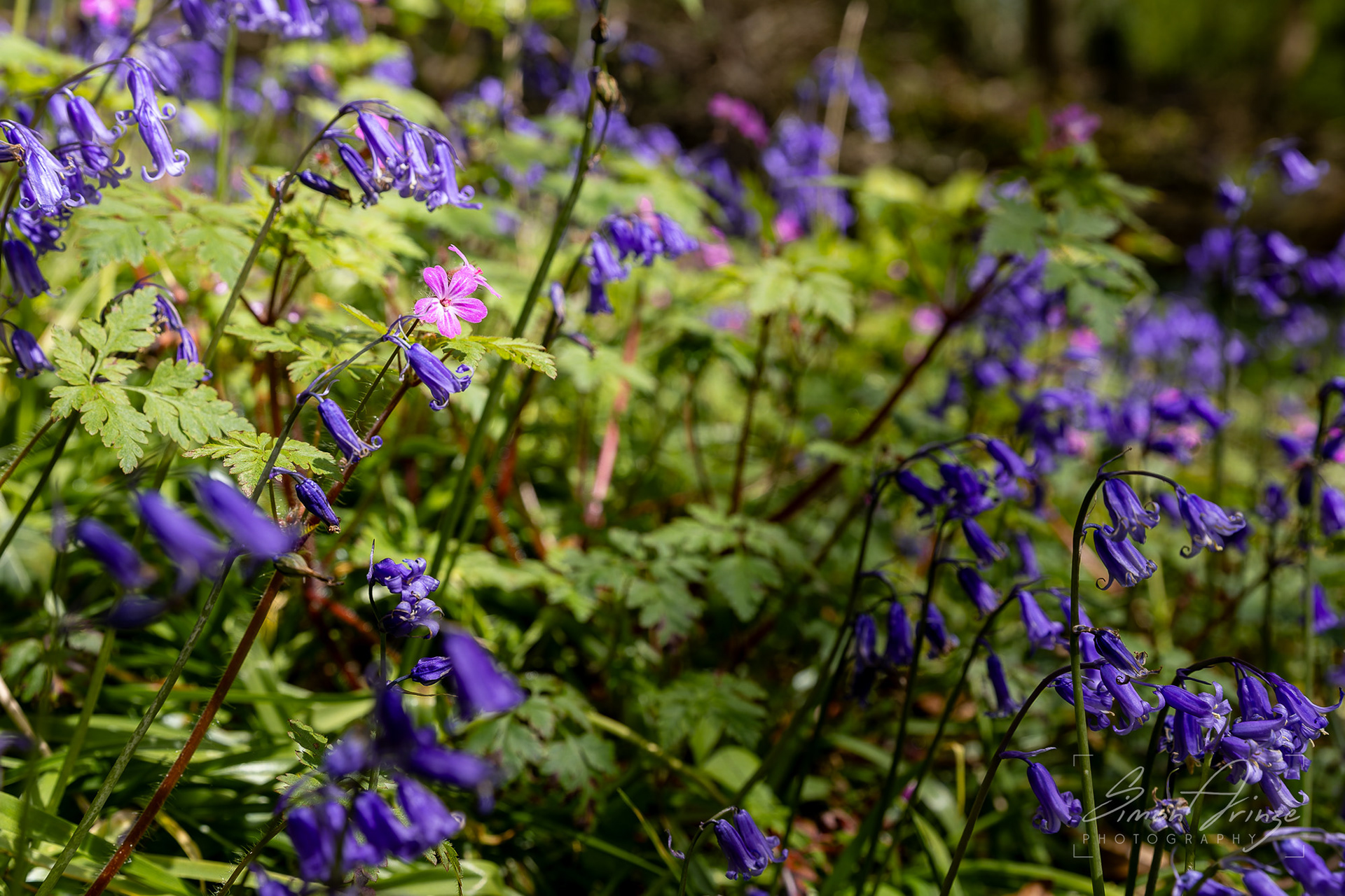 Bluebells - Standish Woods, Gloucestershire - 19/04/2026 - Simon Arinze Photography