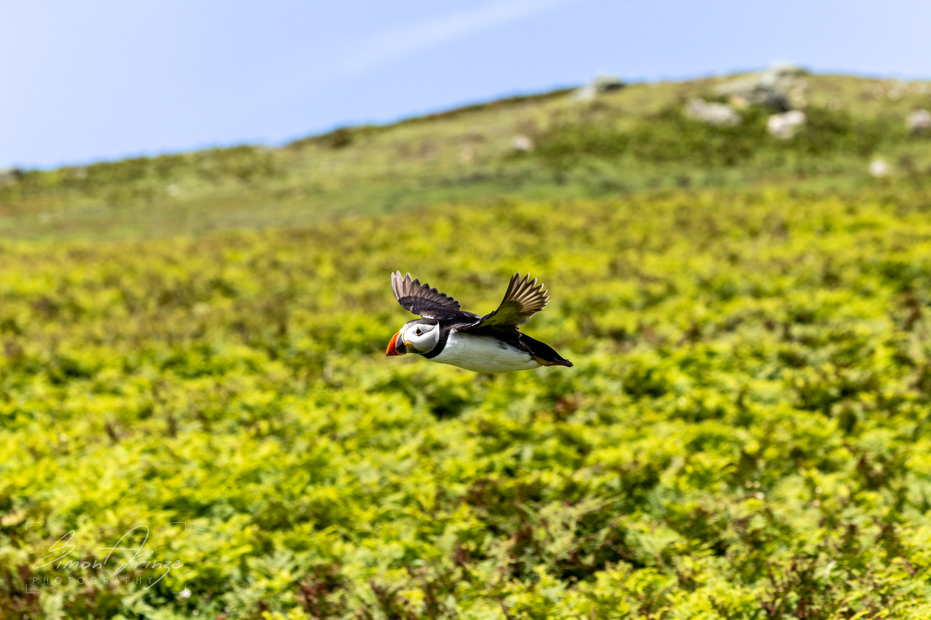 Skomer Island - 12/06/2026 - Simon Arinze Photography