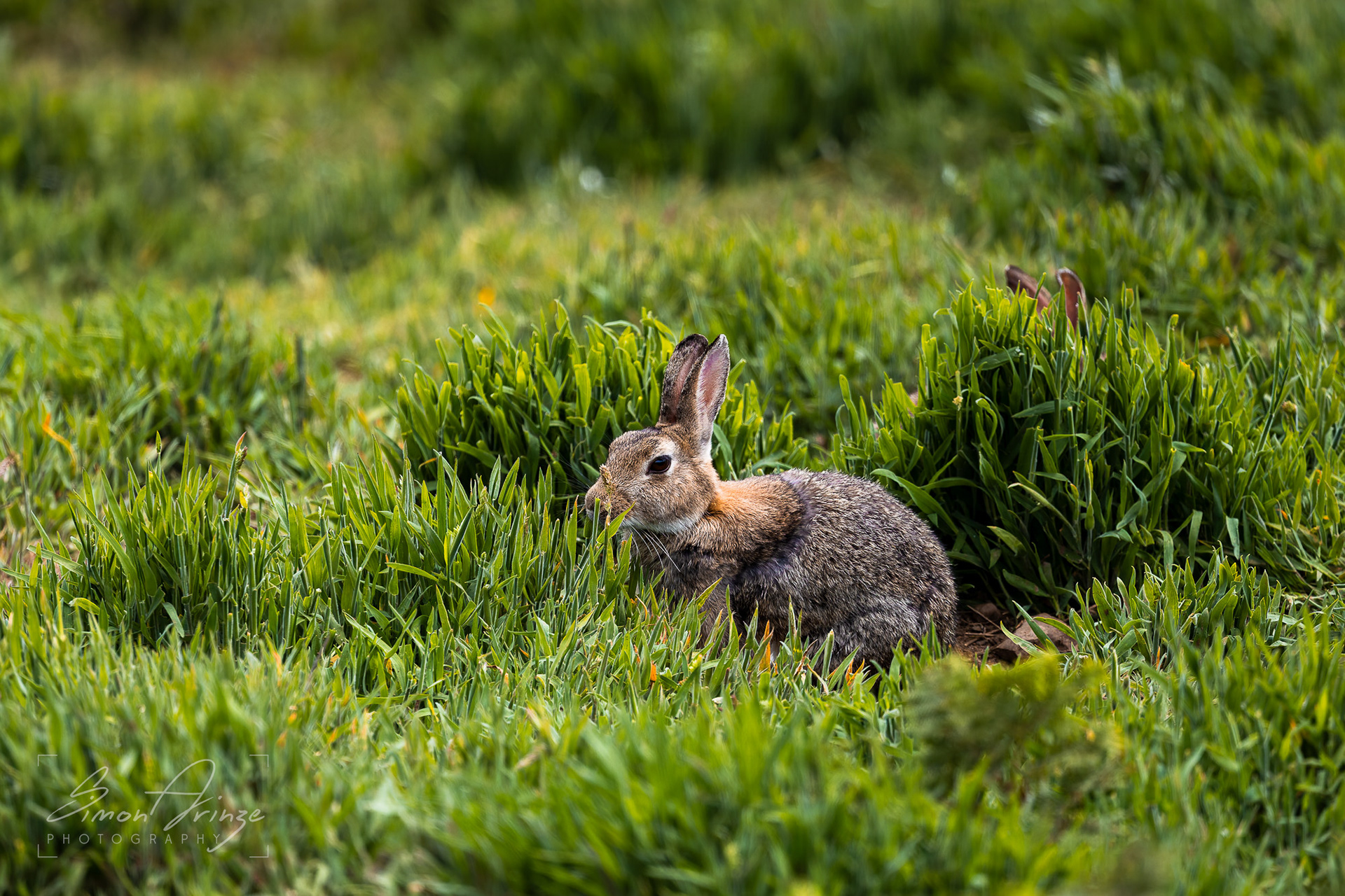 Skomer Island - 12/06/2026 - Simon Arinze Photography