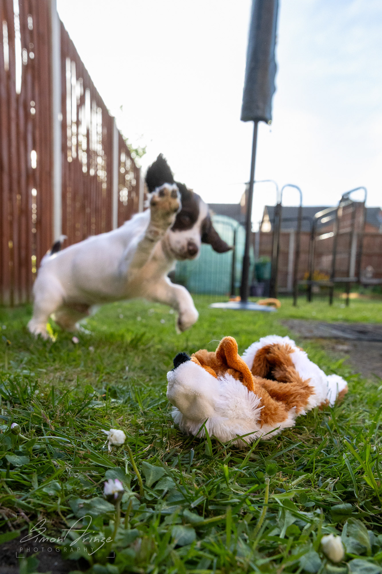 Stanley - 29/04/2026 - Simon Arinze Photography