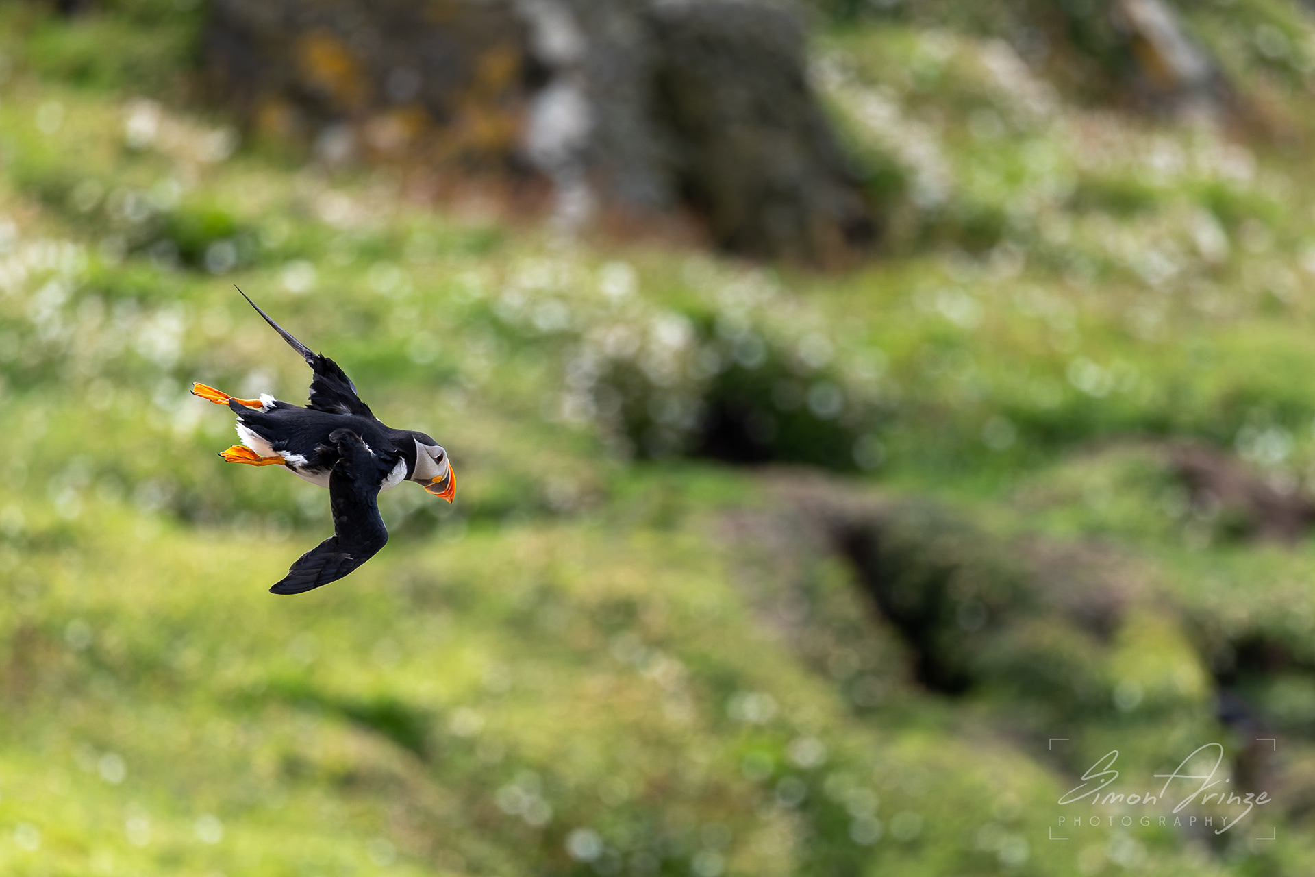 Skomer Island - 12/06/2026 - Simon Arinze Photography