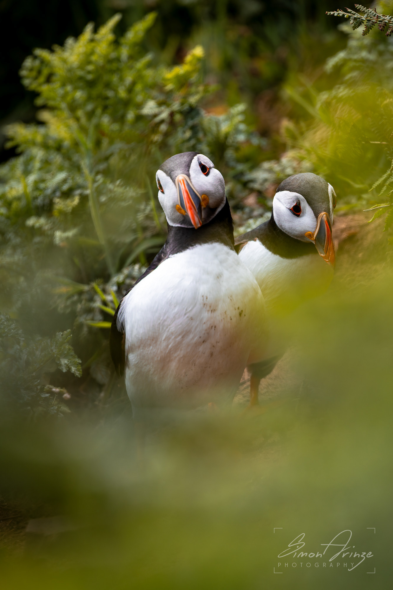 Skomer Island - 12/06/2026 - Simon Arinze Photography