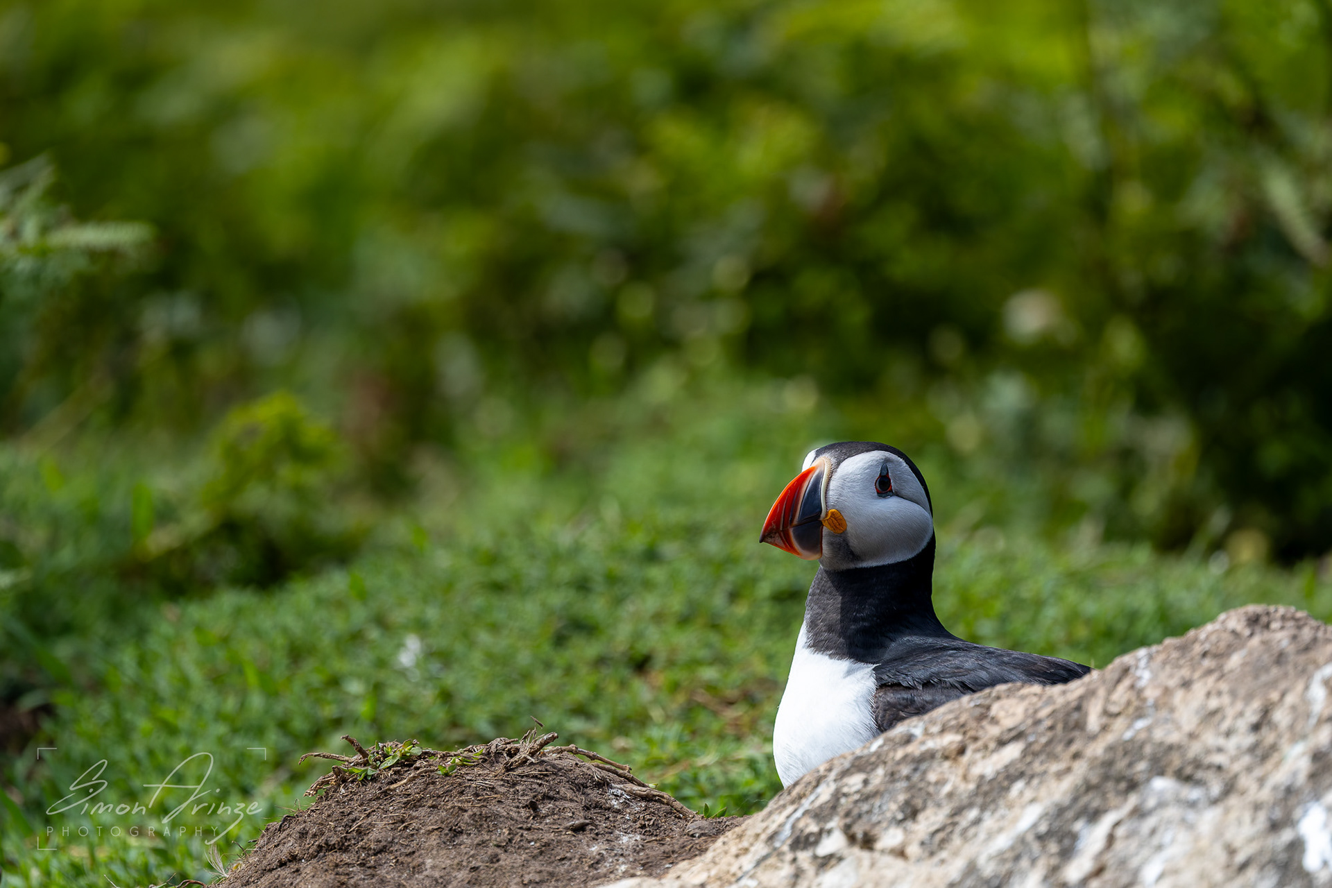 Skomer Island - 12/06/2026 - Simon Arinze Photography