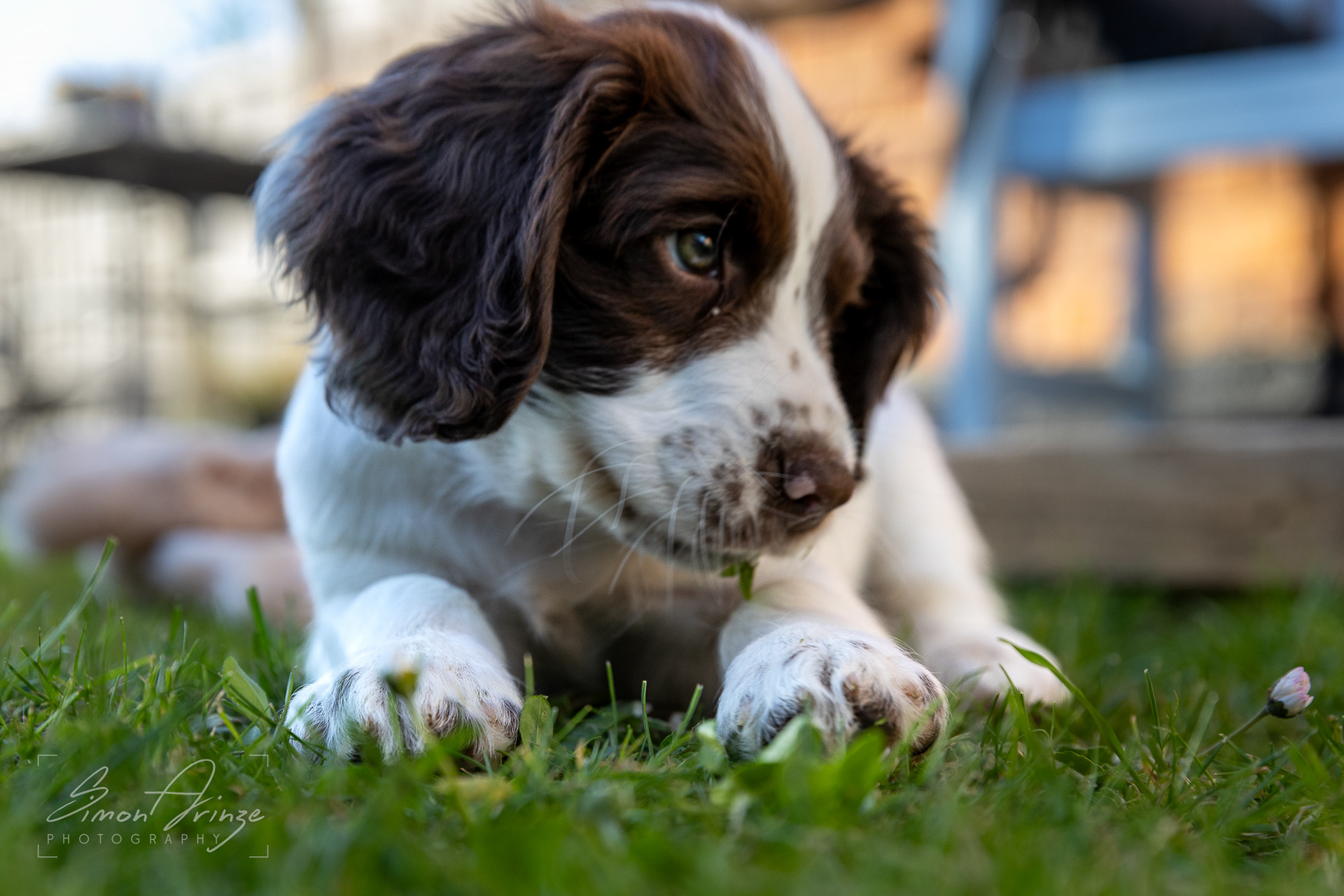 Stanley - 29/04/2026 - Simon Arinze Photography