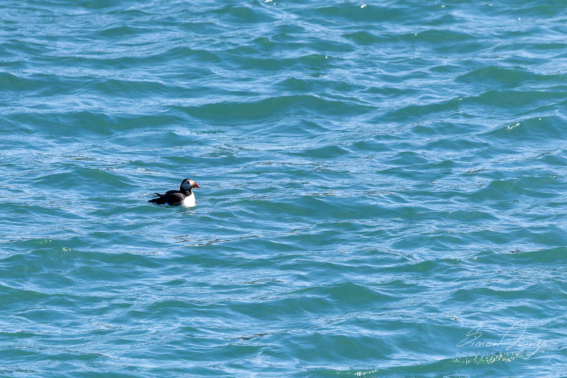 Skomer Island - 12/06/2026 - Simon Arinze Photography