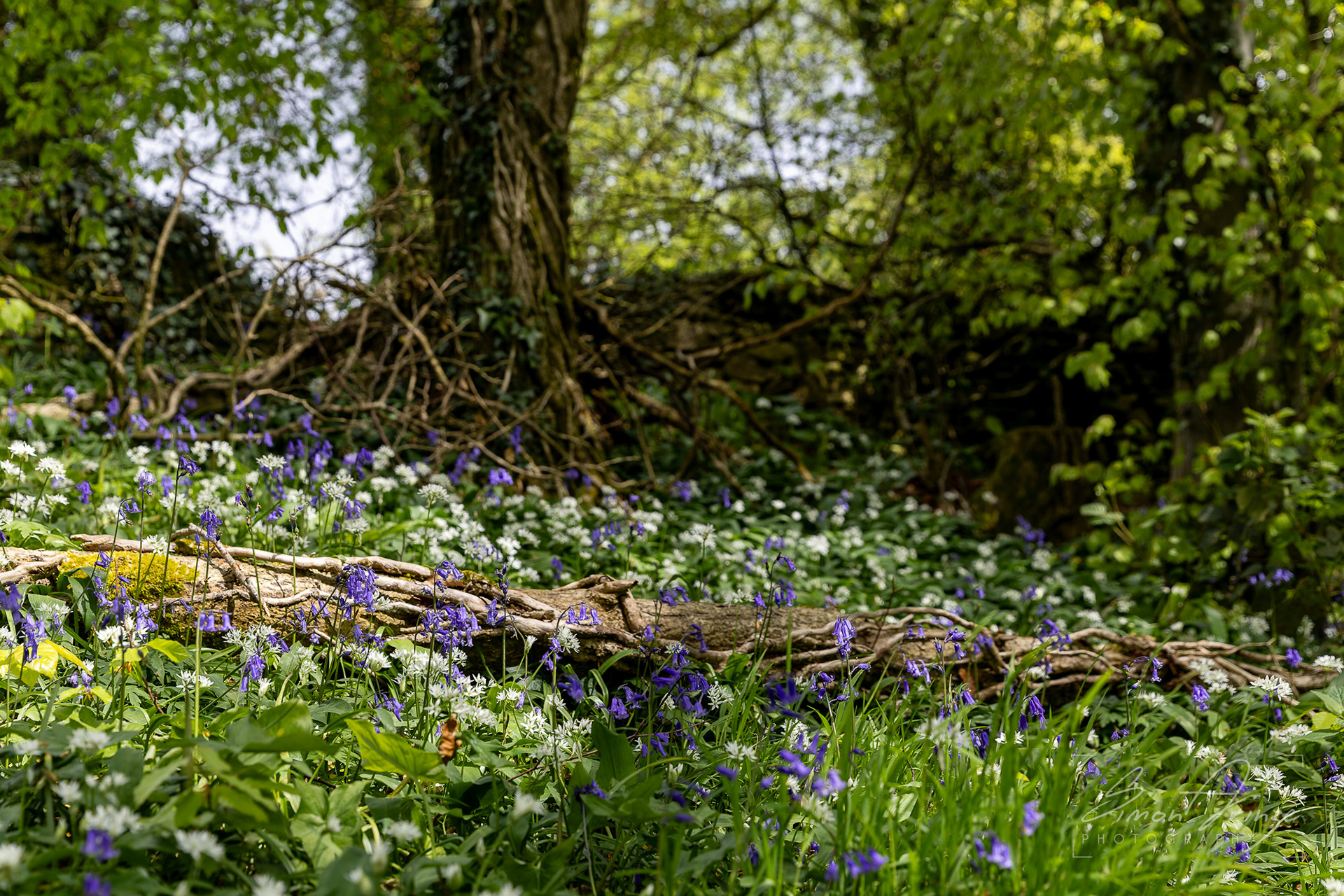 Bluebells - Standish Woods, Gloucestershire - 19/04/2026 - Simon Arinze Photography