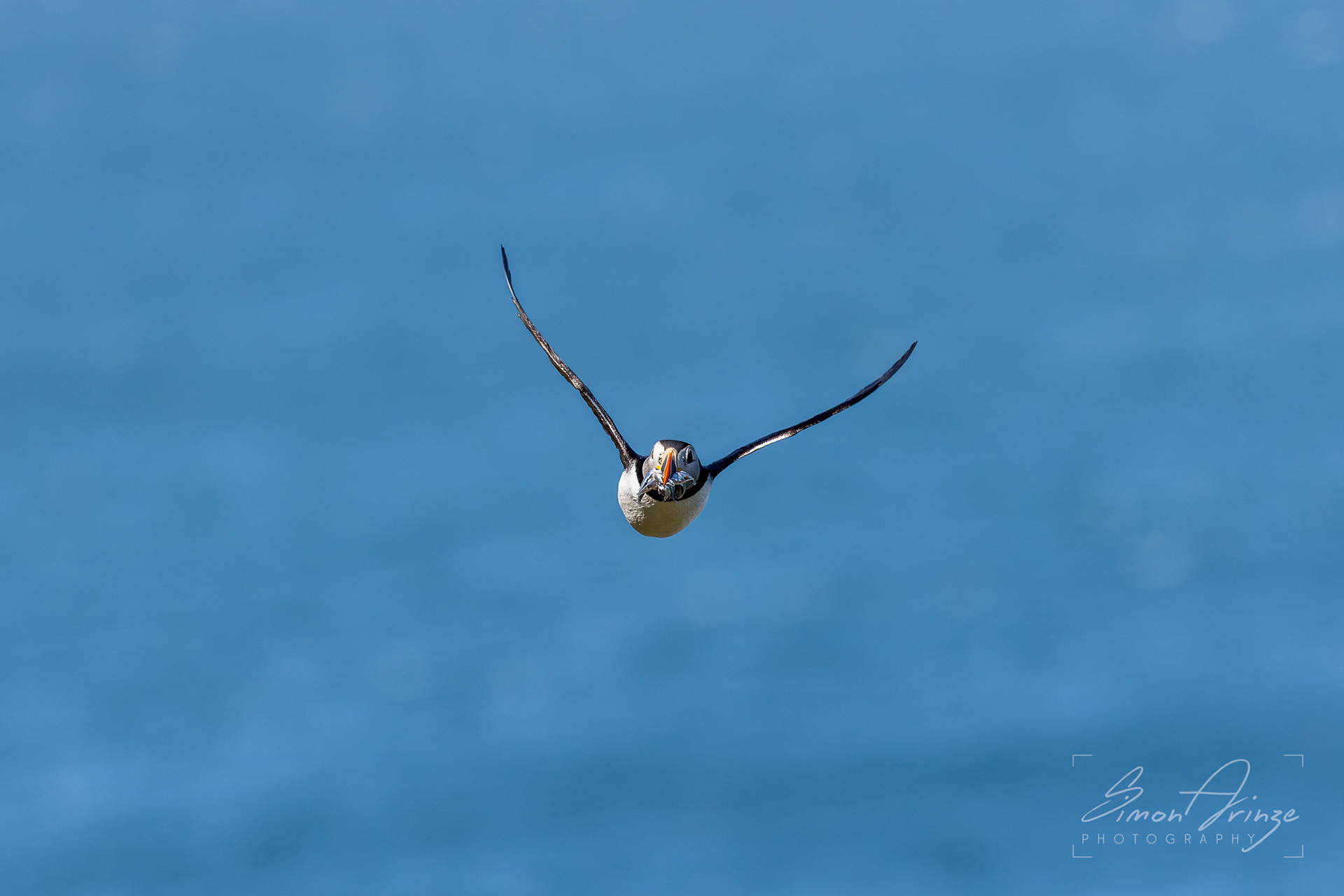 Skomer Island - 12/06/2026 - Simon Arinze Photography