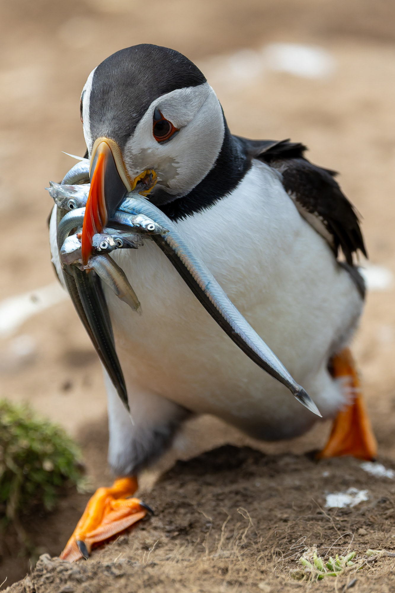 Skomer Island - 12/06/2026 - Simon Arinze Photography