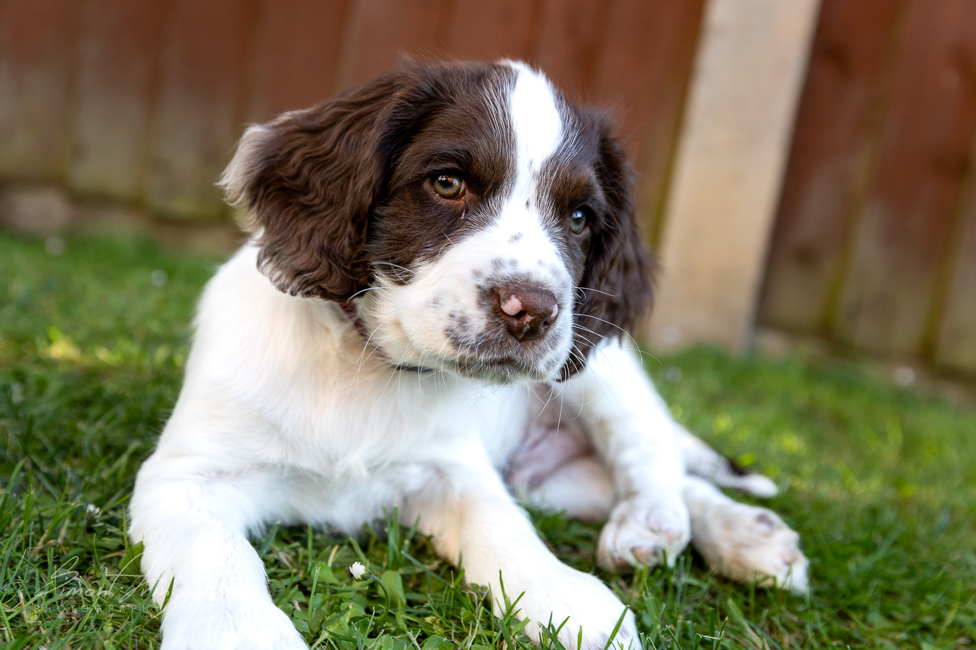 Stanley - 29/04/2026 - Simon Arinze Photography