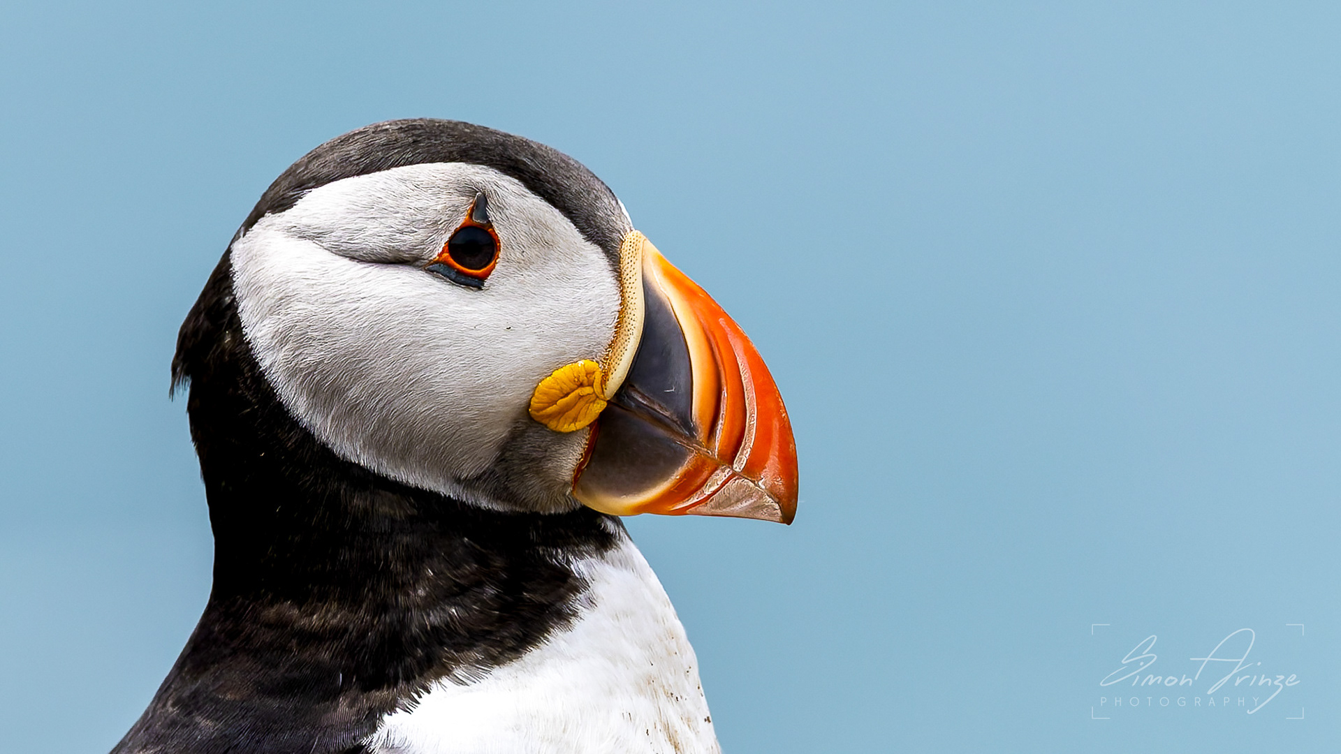Skomer Island - 12/06/2026 - Simon Arinze Photography