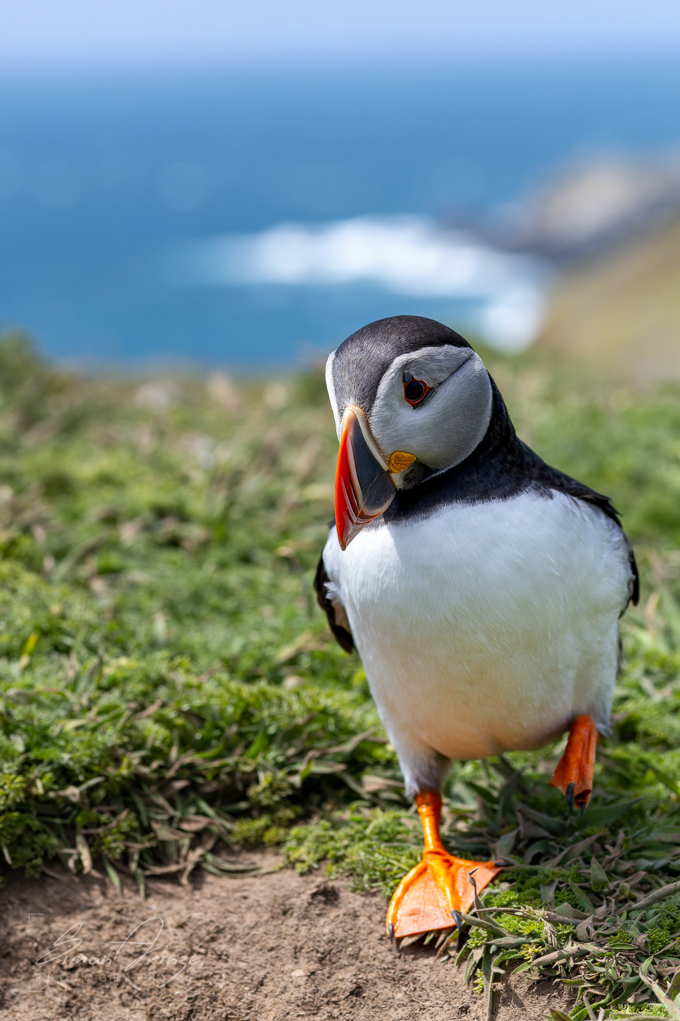 Skomer Island - 12/06/2026 - Simon Arinze Photography