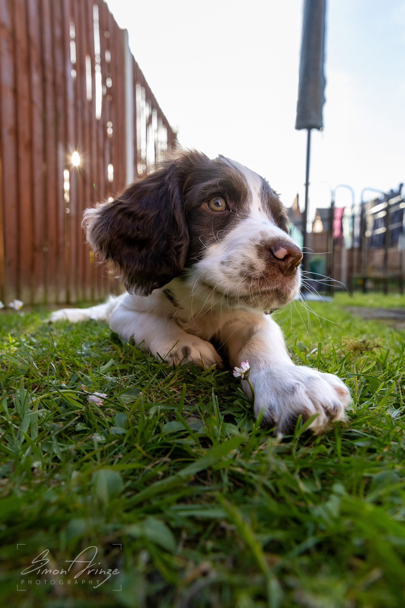 Stanley - 29/04/2026 - Simon Arinze Photography