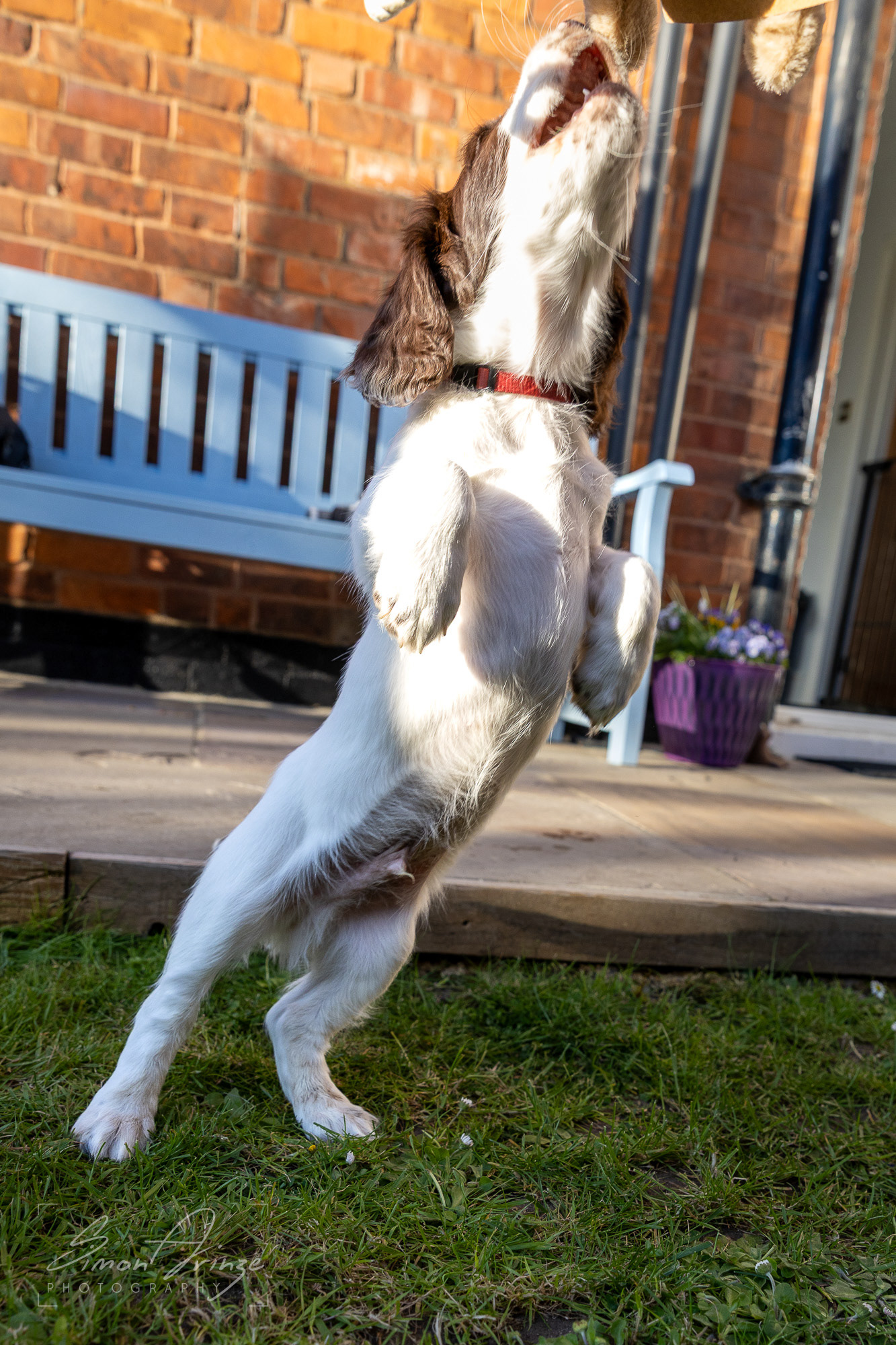 Stanley - 29/04/2026 - Simon Arinze Photography