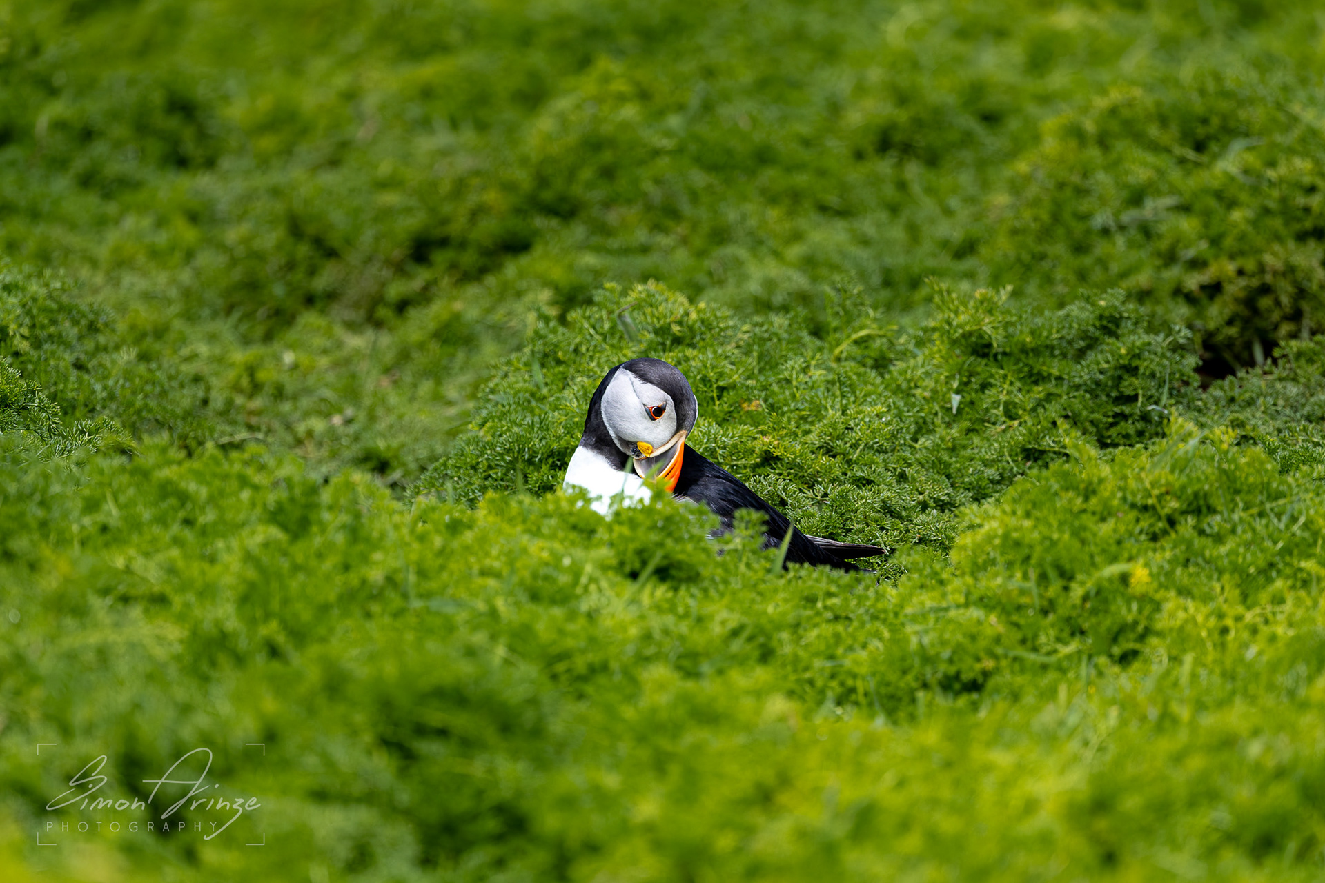 Skomer Island - 12/06/2026 - Simon Arinze Photography