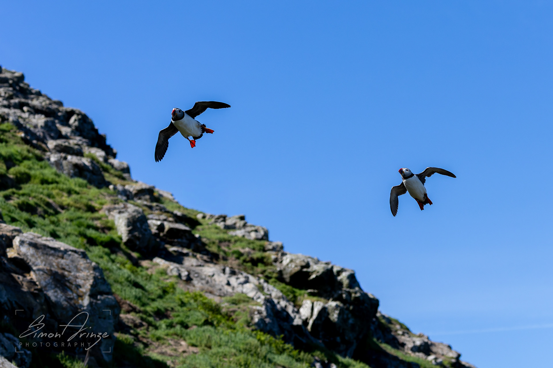 Skomer Island - 12/06/2026 - Simon Arinze Photography
