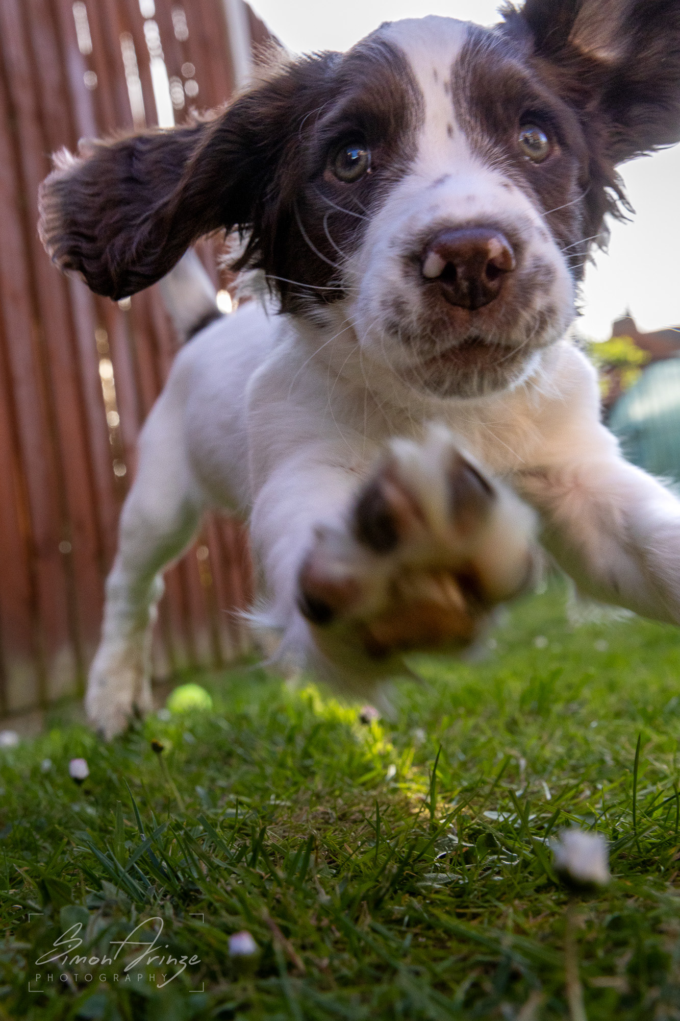 Stanley - 29/04/2026 - Simon Arinze Photography