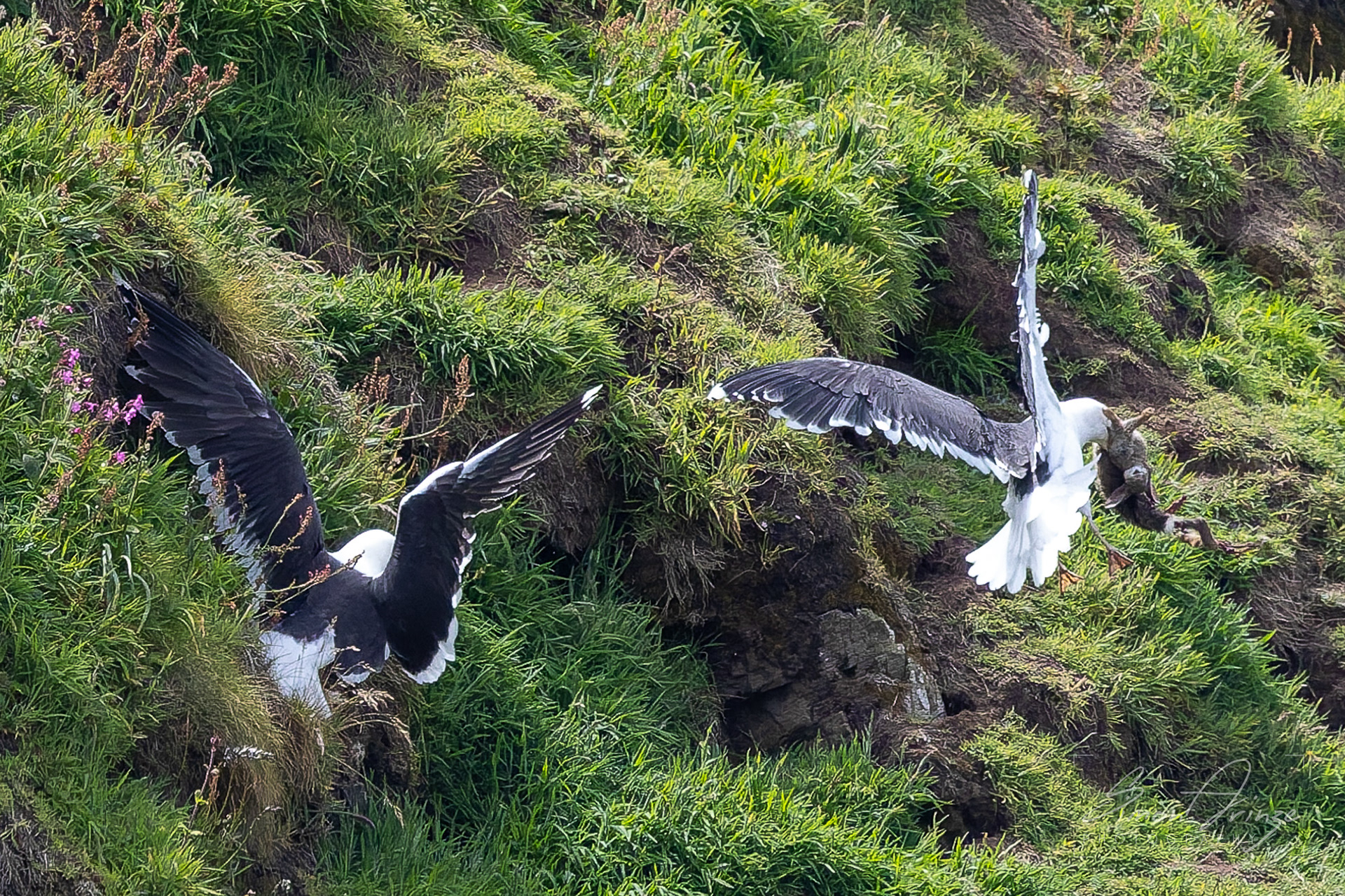 Skomer Island - 12/06/2026 - Simon Arinze Photography