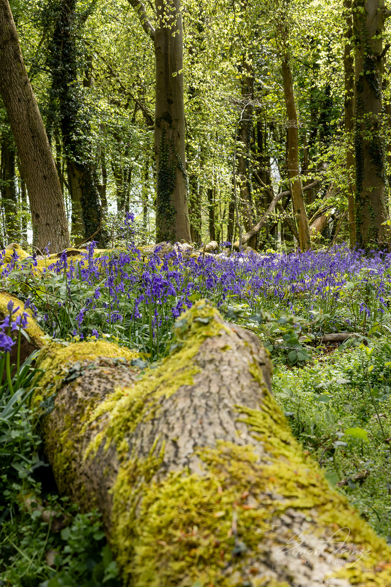 Bluebells - Standish Woods, Gloucestershire - 19/04/2026 - Simon Arinze Photography