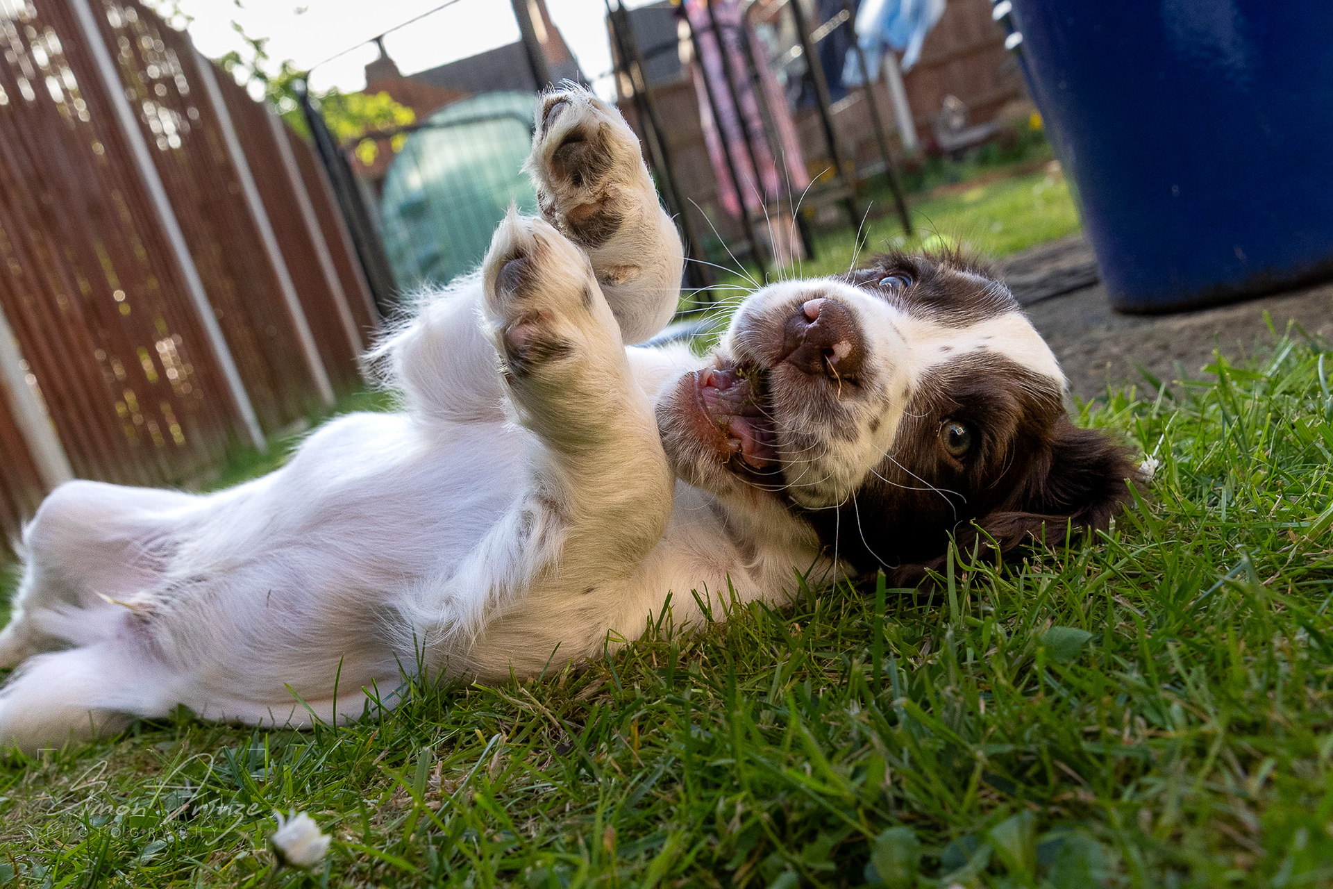 Stanley - 29/04/2026 - Simon Arinze Photography