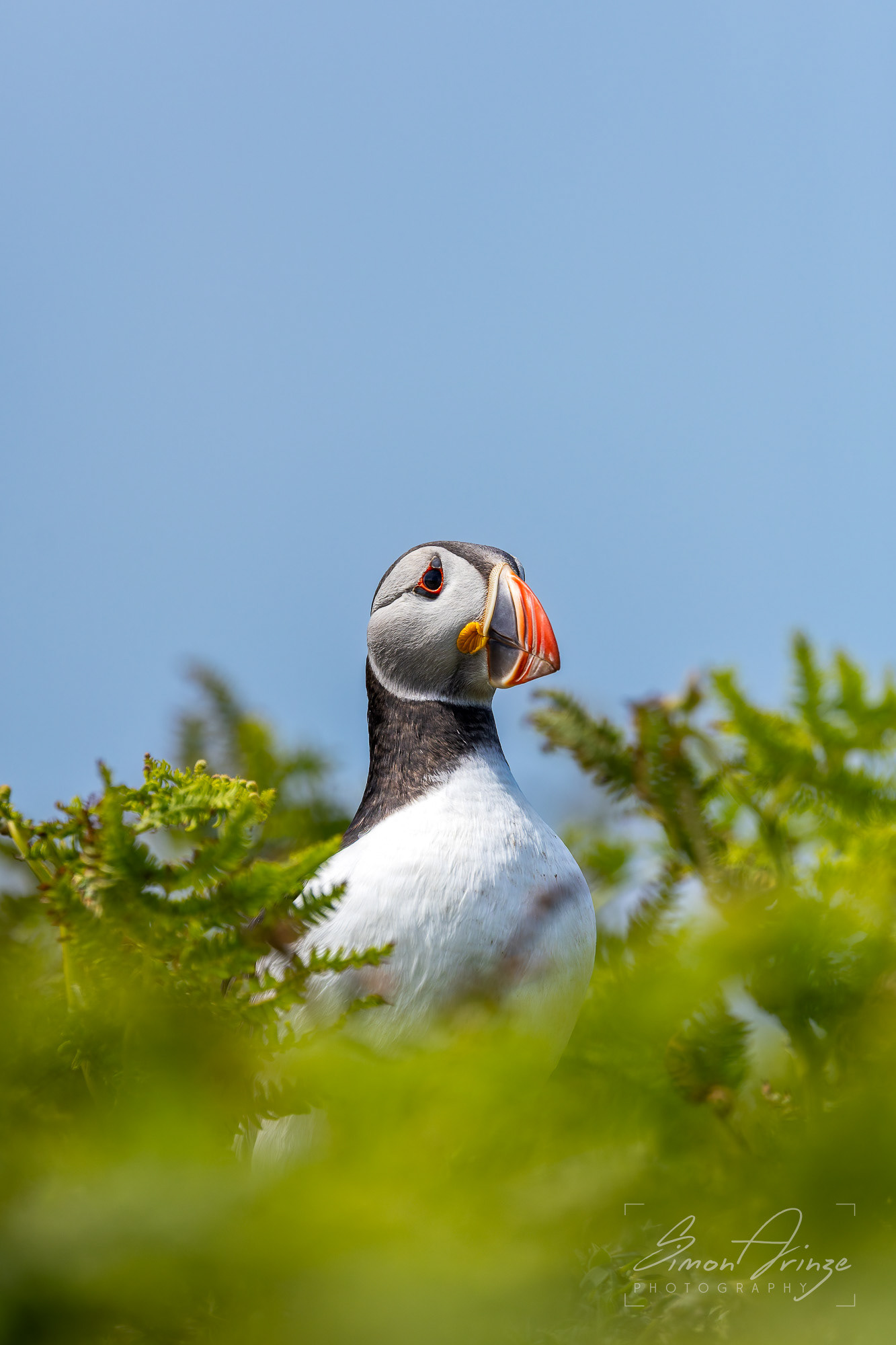 Skomer Island - 12/06/2026 - Simon Arinze Photography