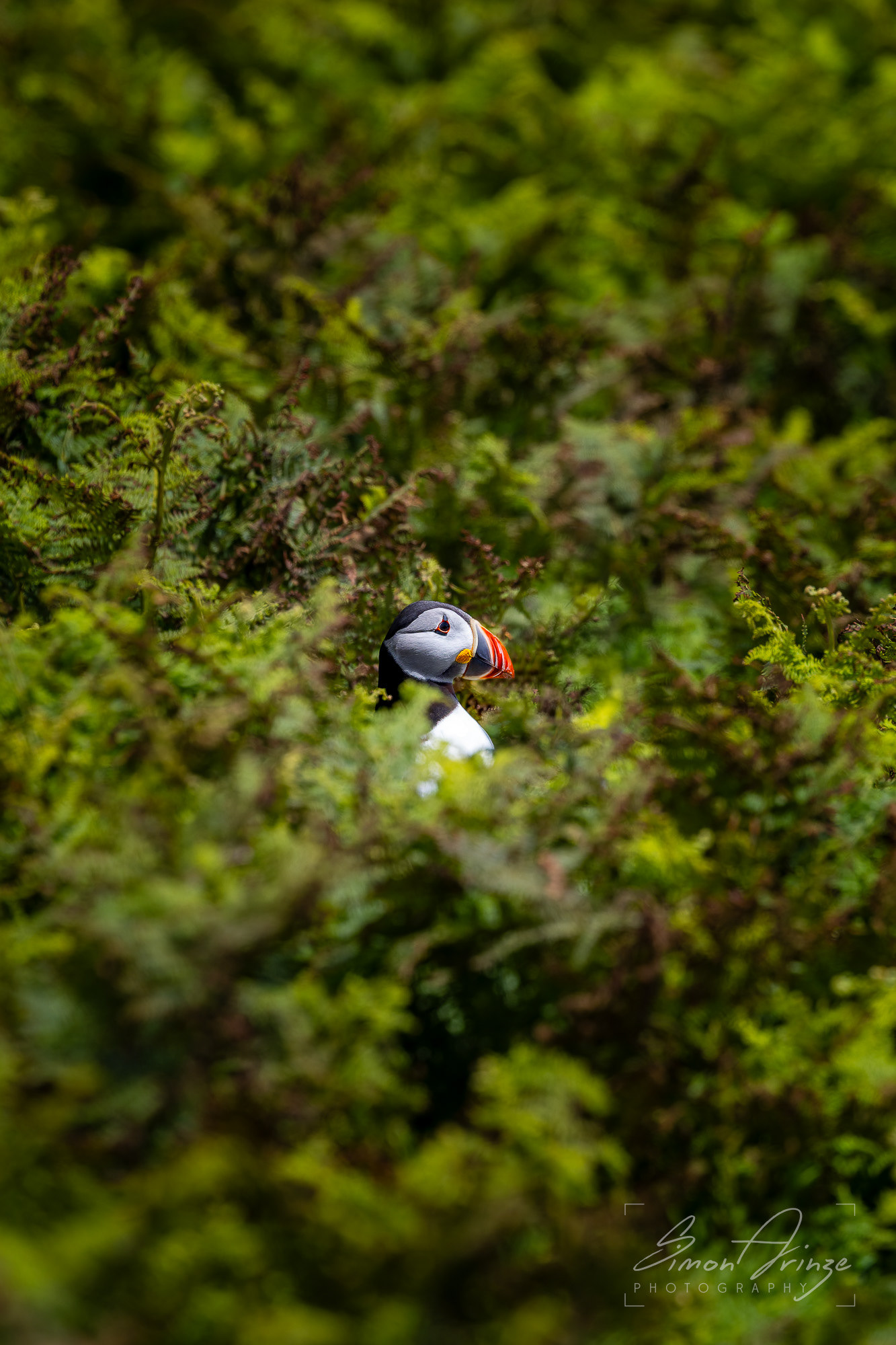 Skomer Island - 12/06/2026 - Simon Arinze Photography