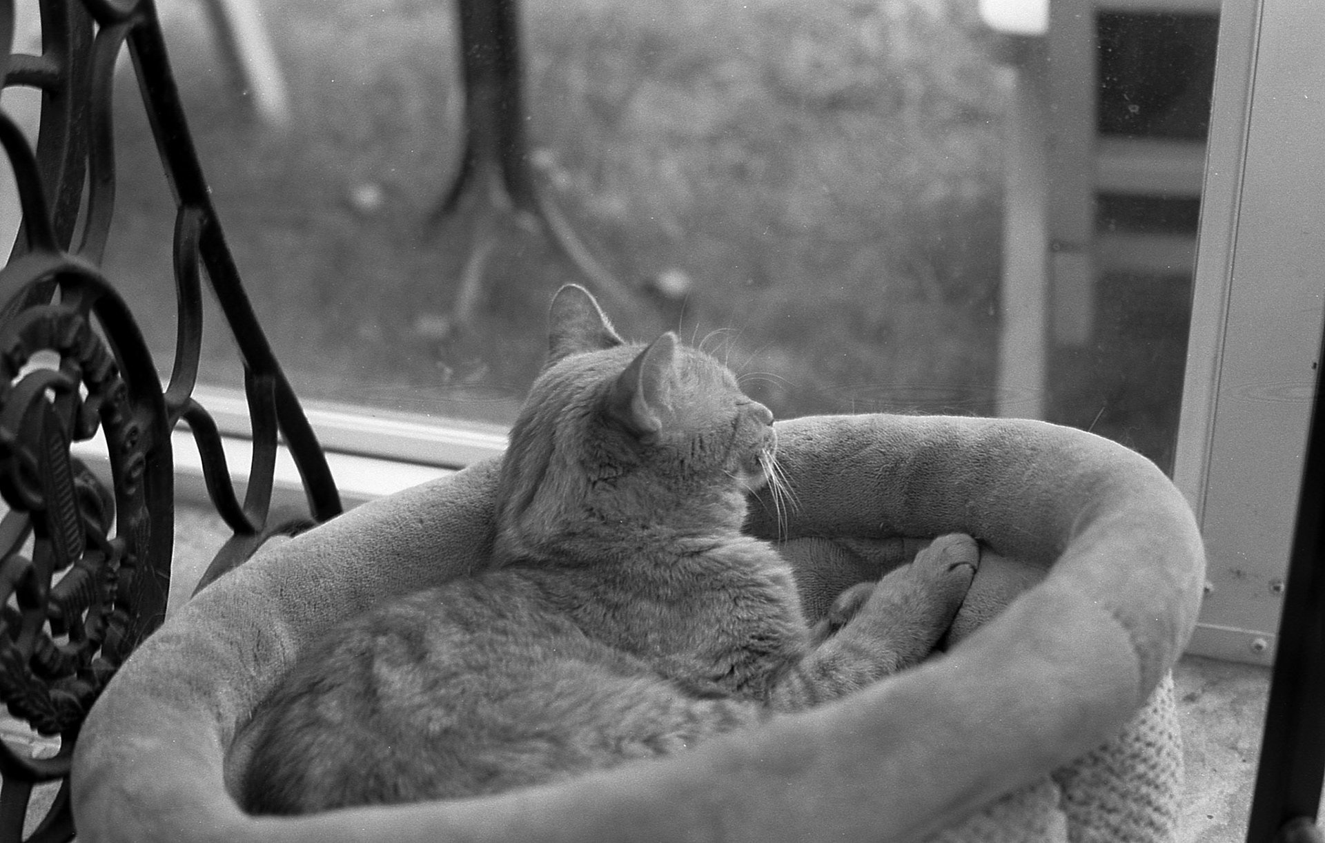 Kodak TMax 100|Rokkor 55mm f/1.7|Minolta XD-5