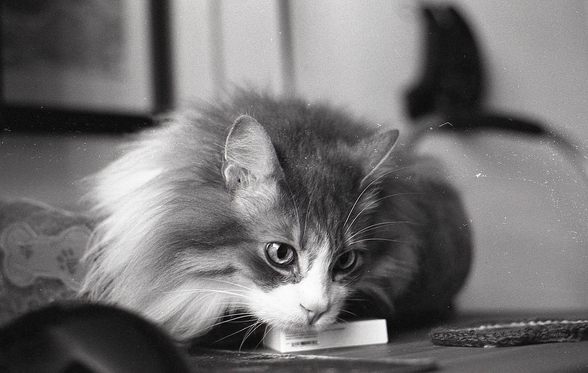 Ilford HP5 Plus 400/Canon EOS Rebel G