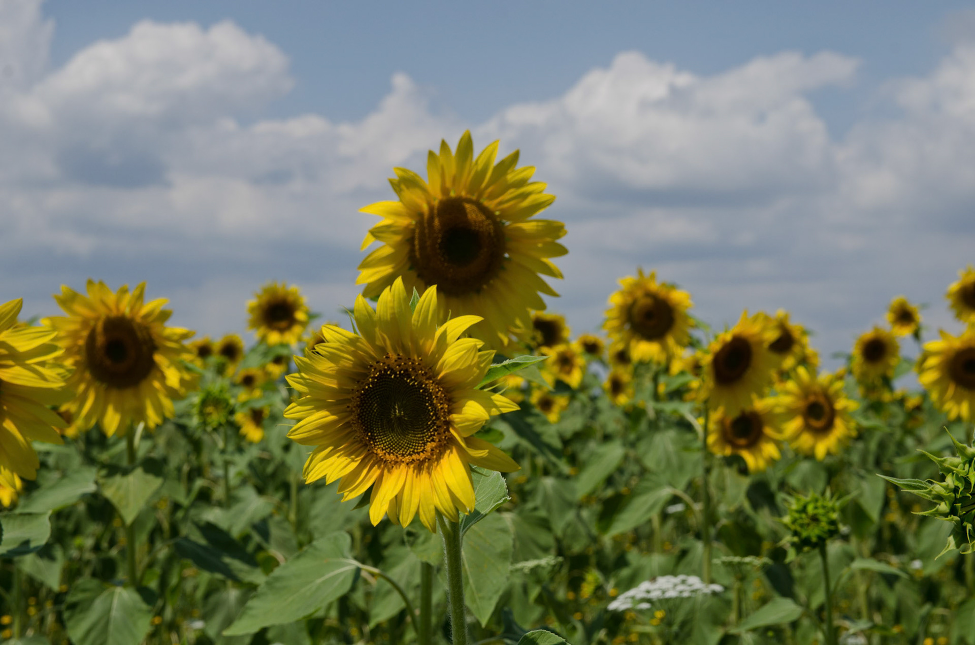 Sunflowers in Tuscan fields
