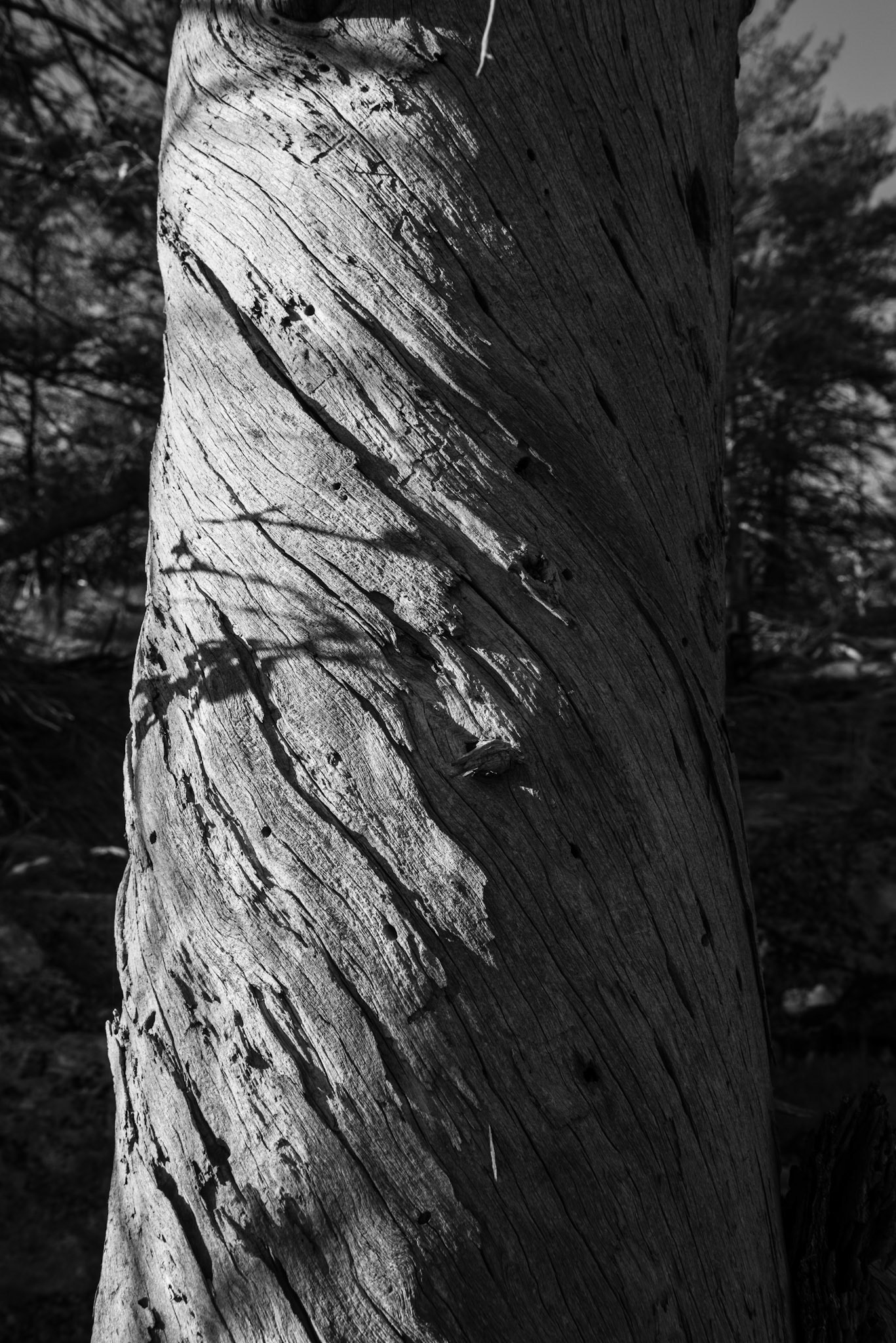 Shadows on Twisted Tree, Georgian Bay