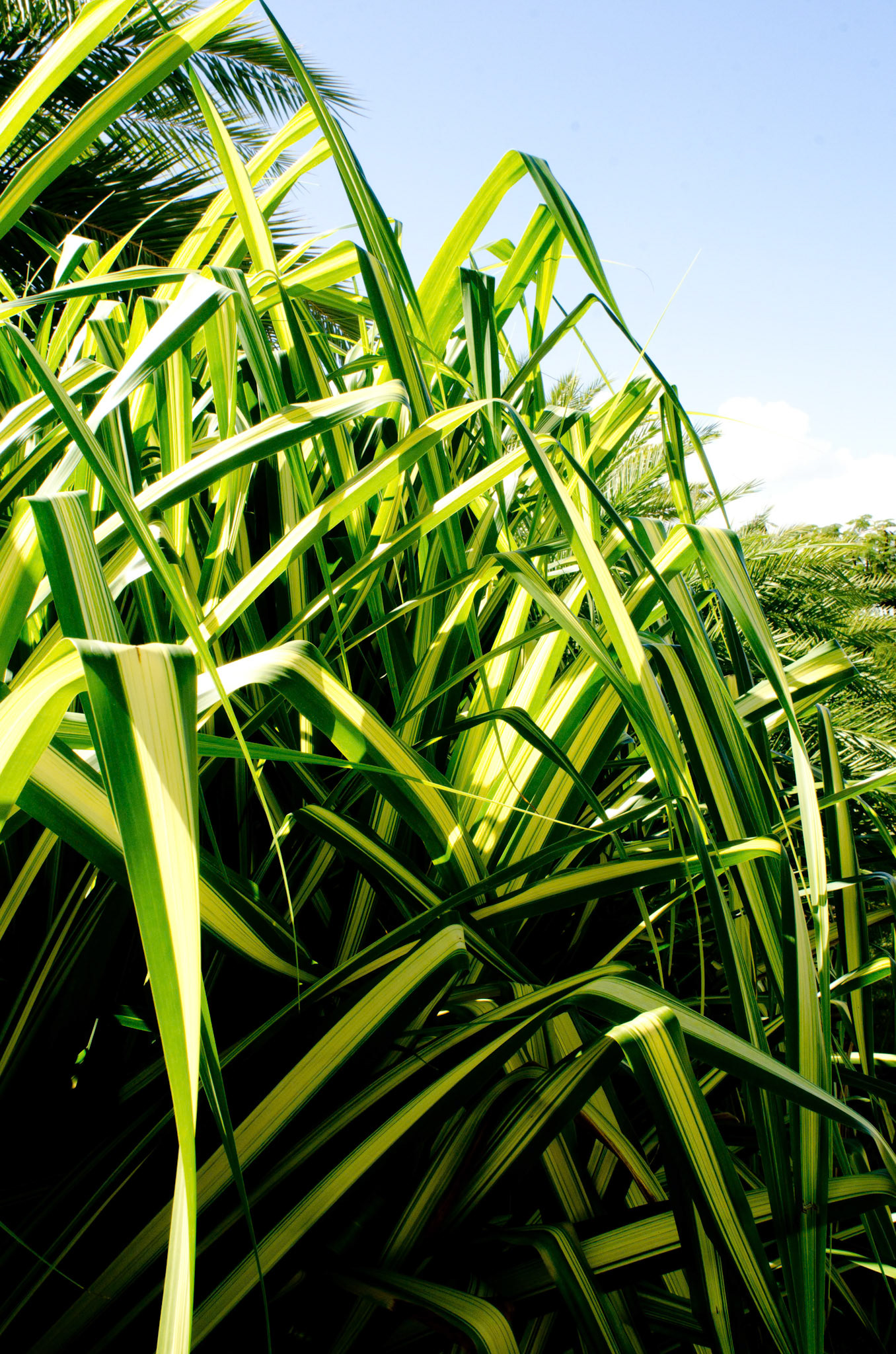 Jamaican grasses