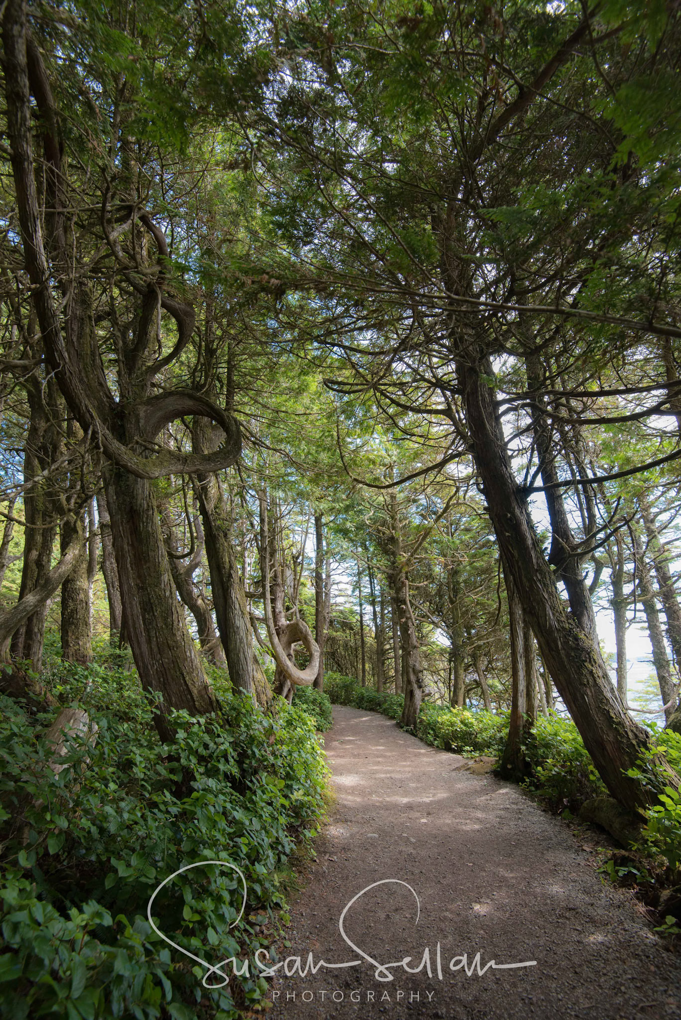 Twisted Trees in Tofino, B.C.