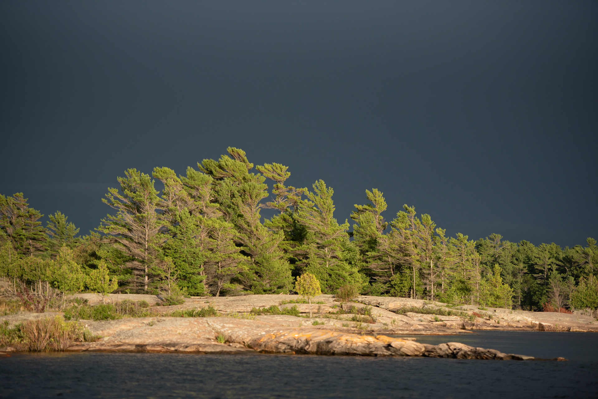 Sunlit trees, Georgian Bay Island