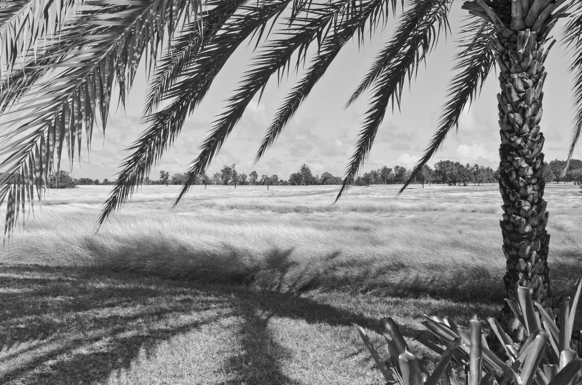 Gorgeous palm shadows in Antigua