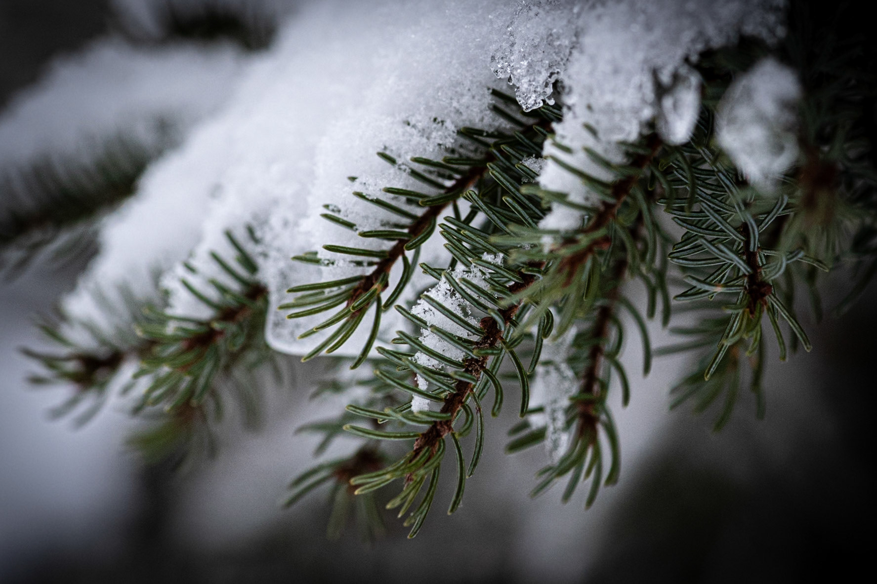 Snowcovered pine branches