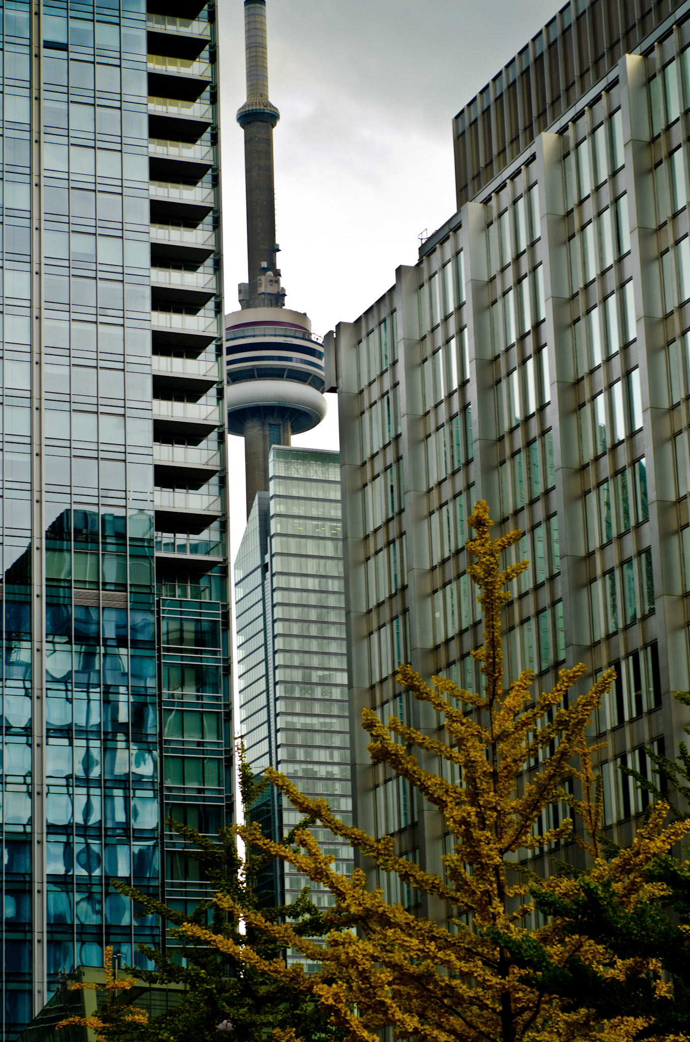 Peeking CN TOWER, Toronto