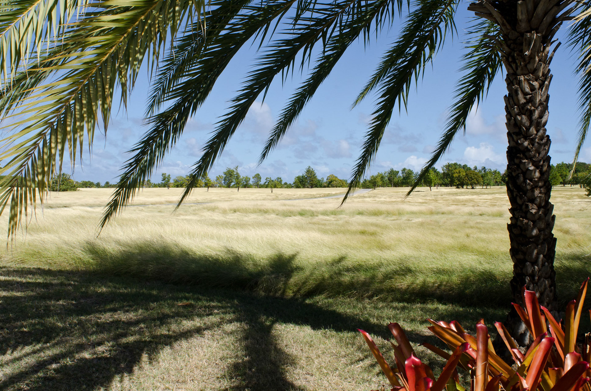 Gorgeous palm shadows in Antigua