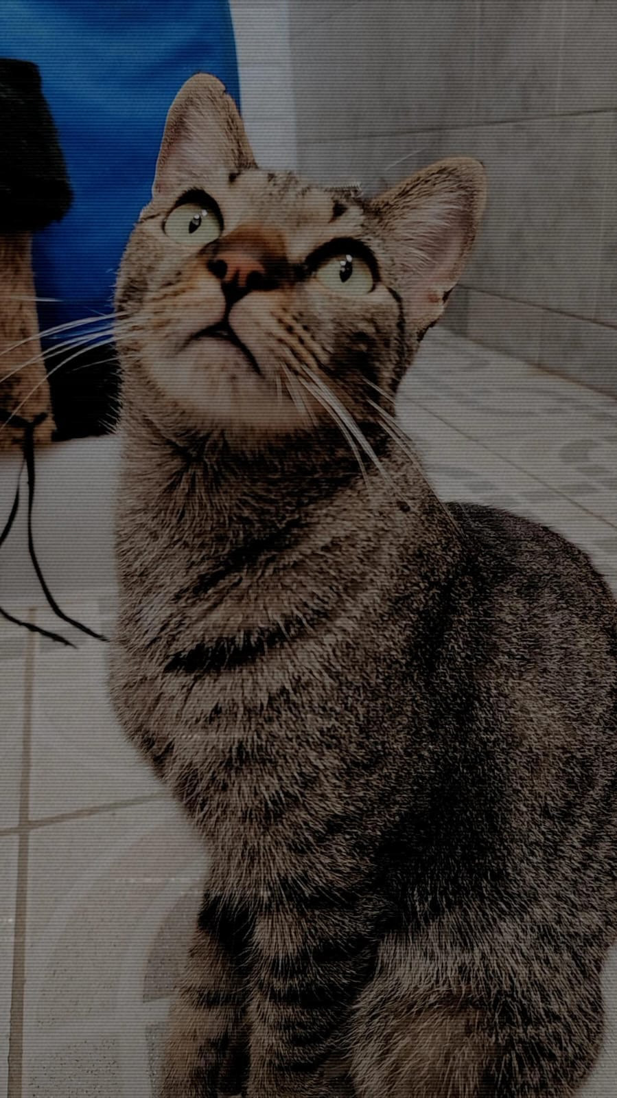 Jack