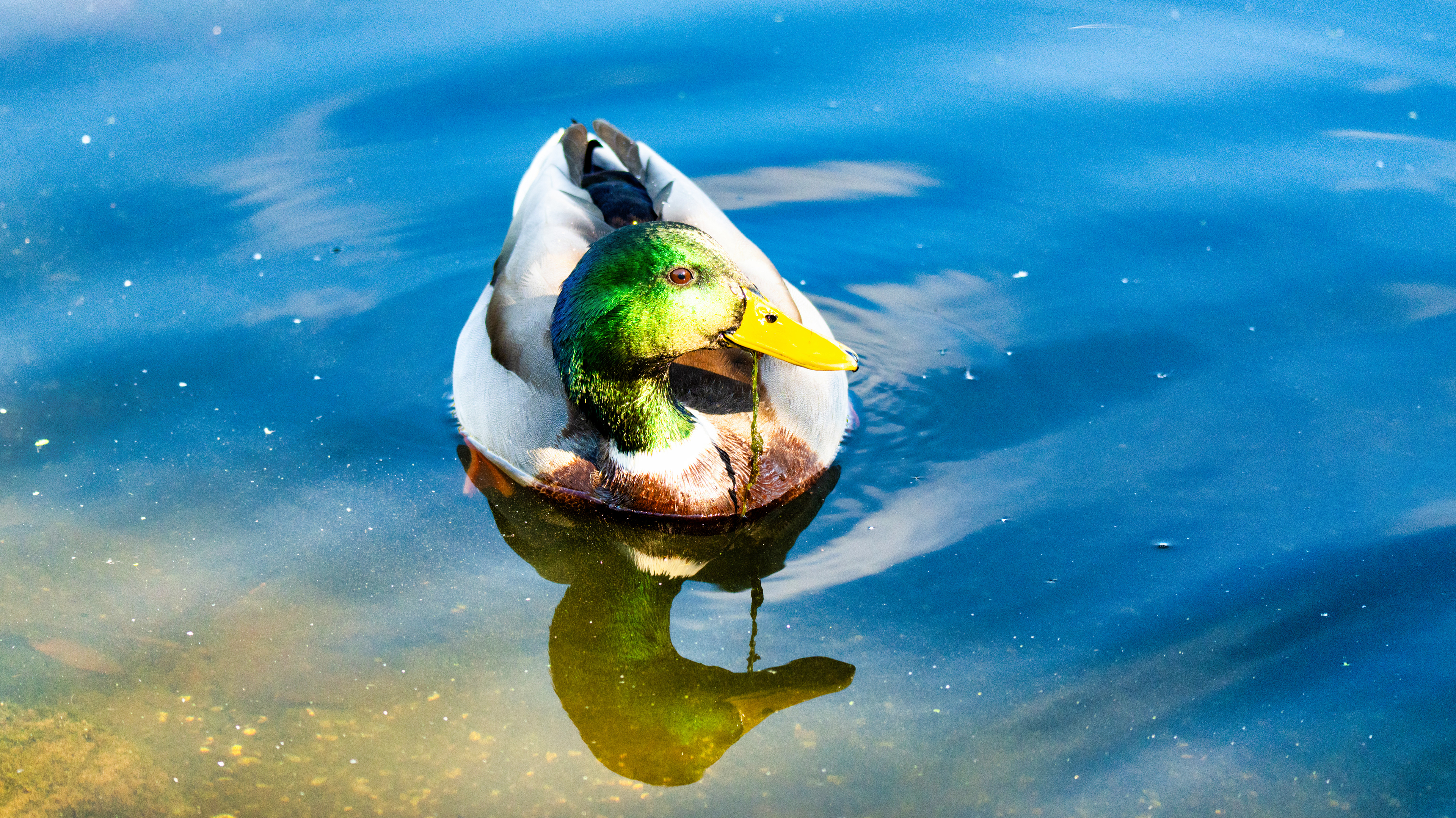A mallard glides calmly over the clear waters, its colors glowing in the sunlight.