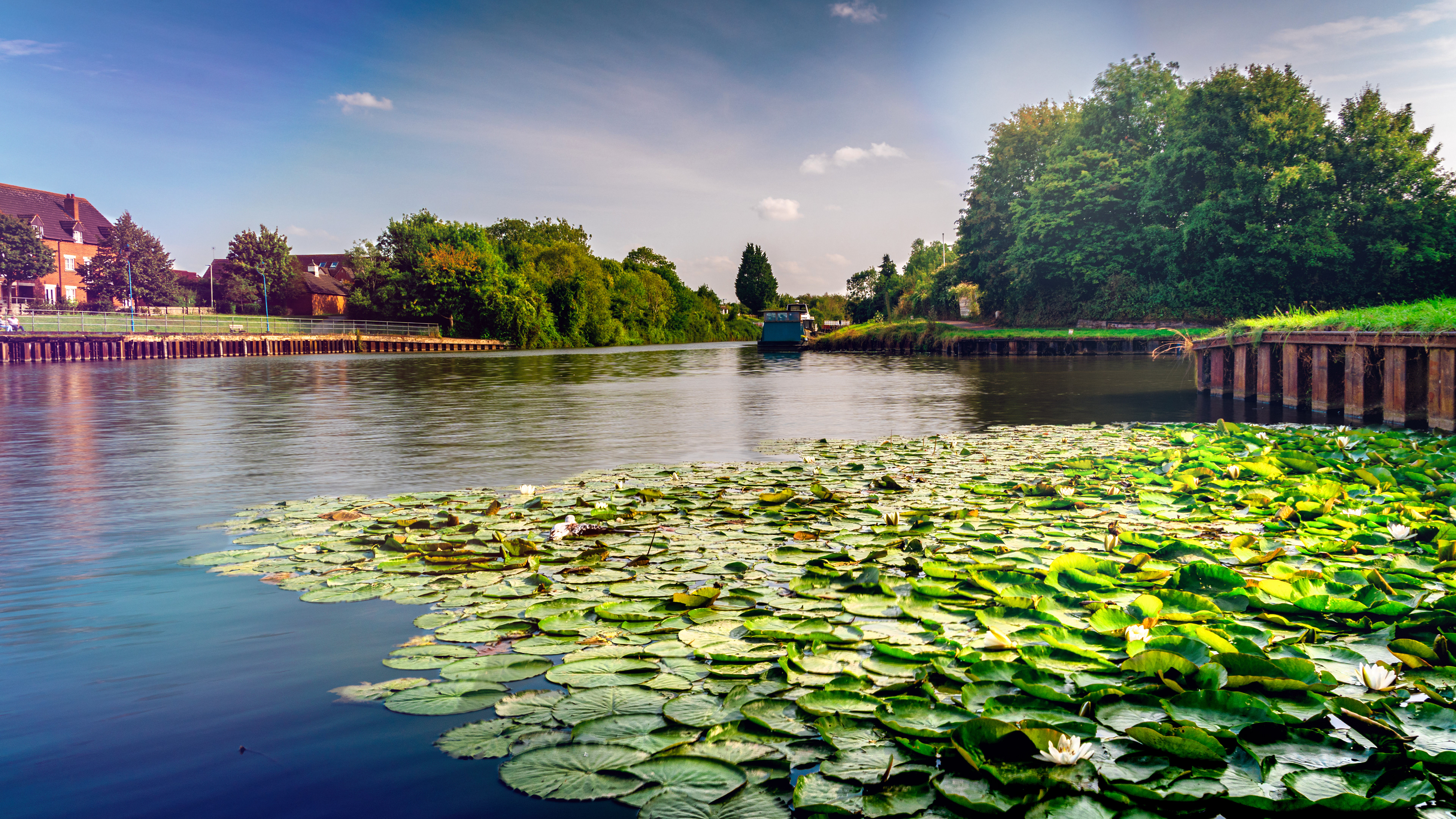 A peaceful spot on Gloucester Canal, where water lilies bloom and calm moments stay with you.