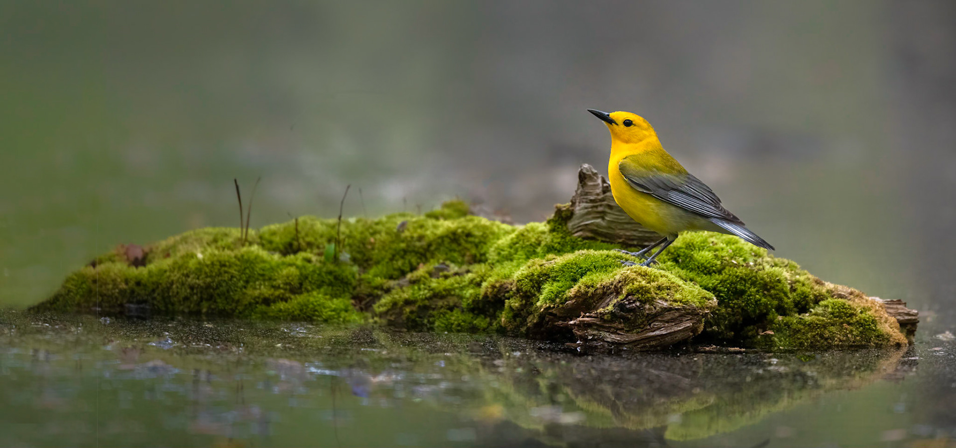 Prothonotary Warbler
