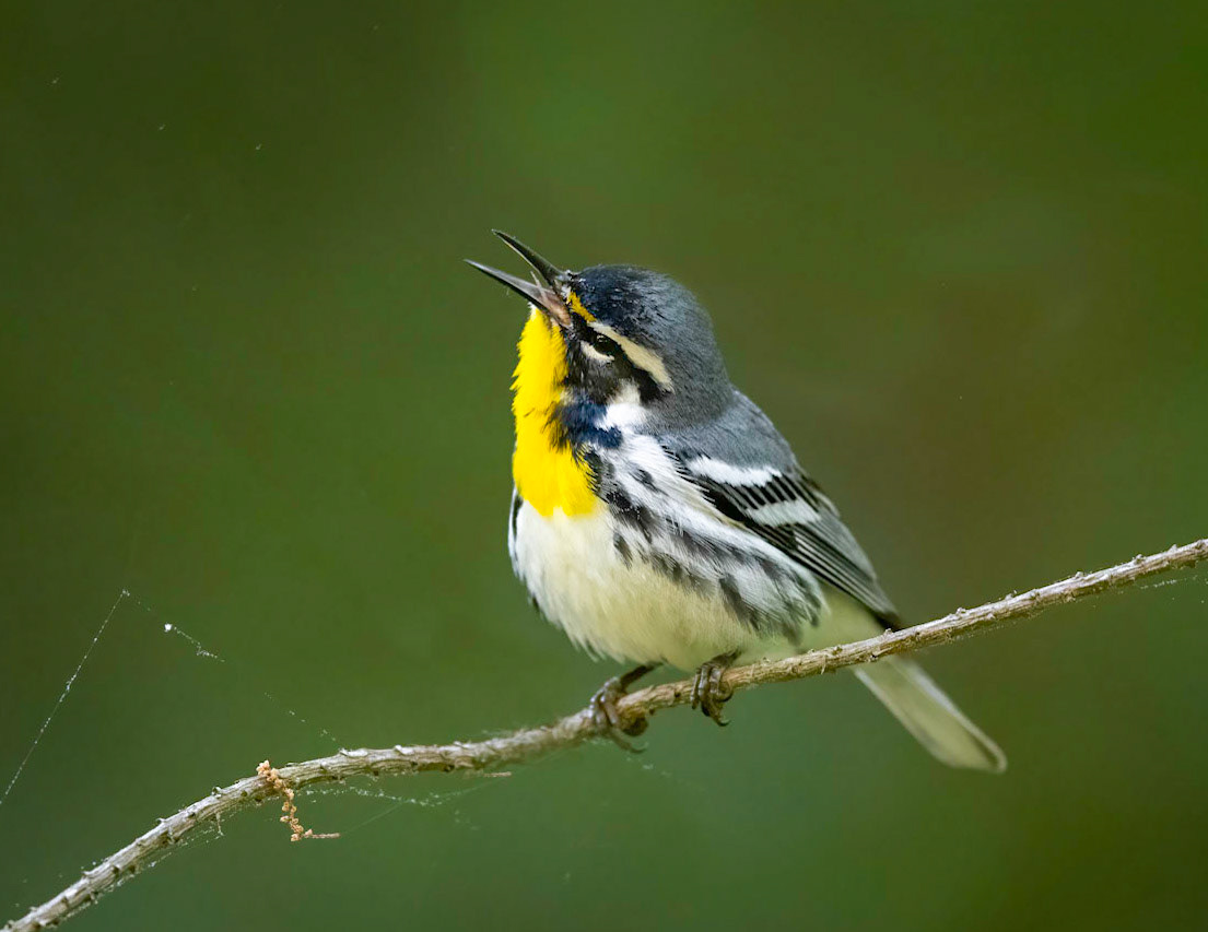 Yellow-throated Warbler