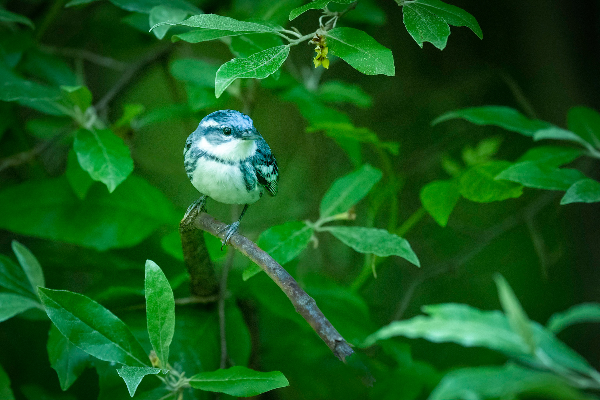 Cerulean warbler