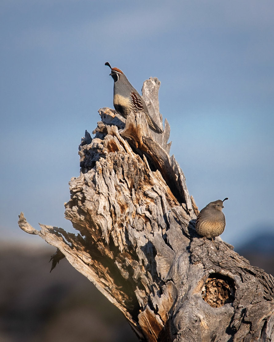 Gambel's Quail