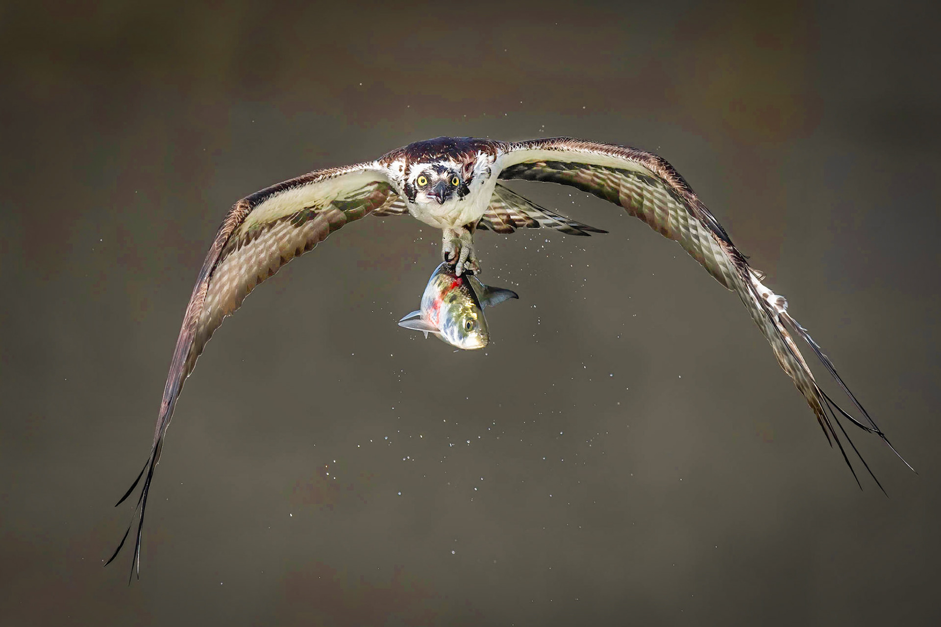 First Place, Birds: Osprey with Catch