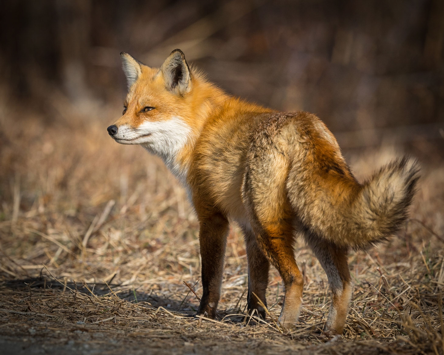 Red Fox