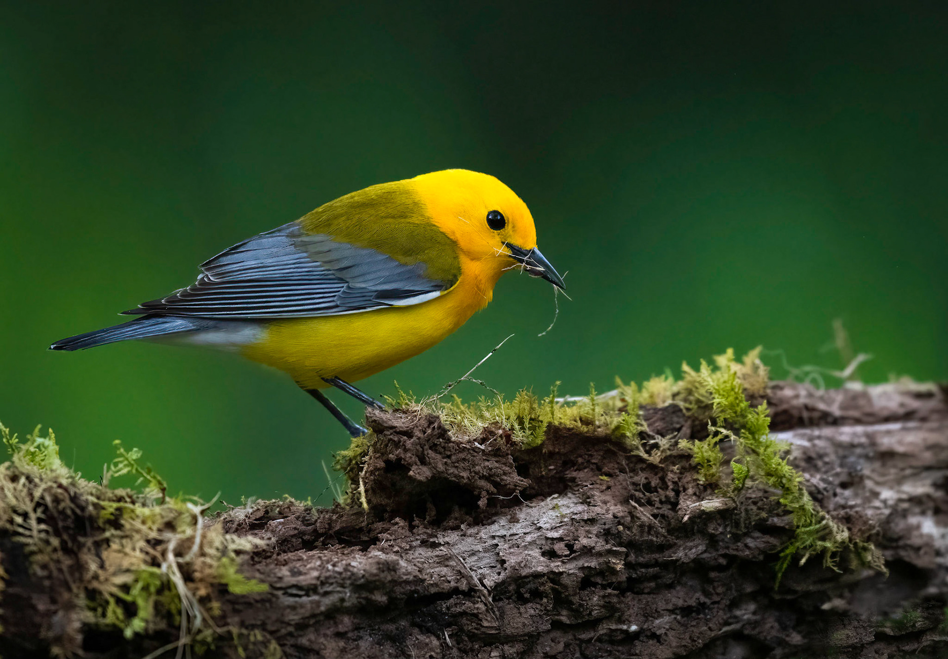 Prothonotary Warbler