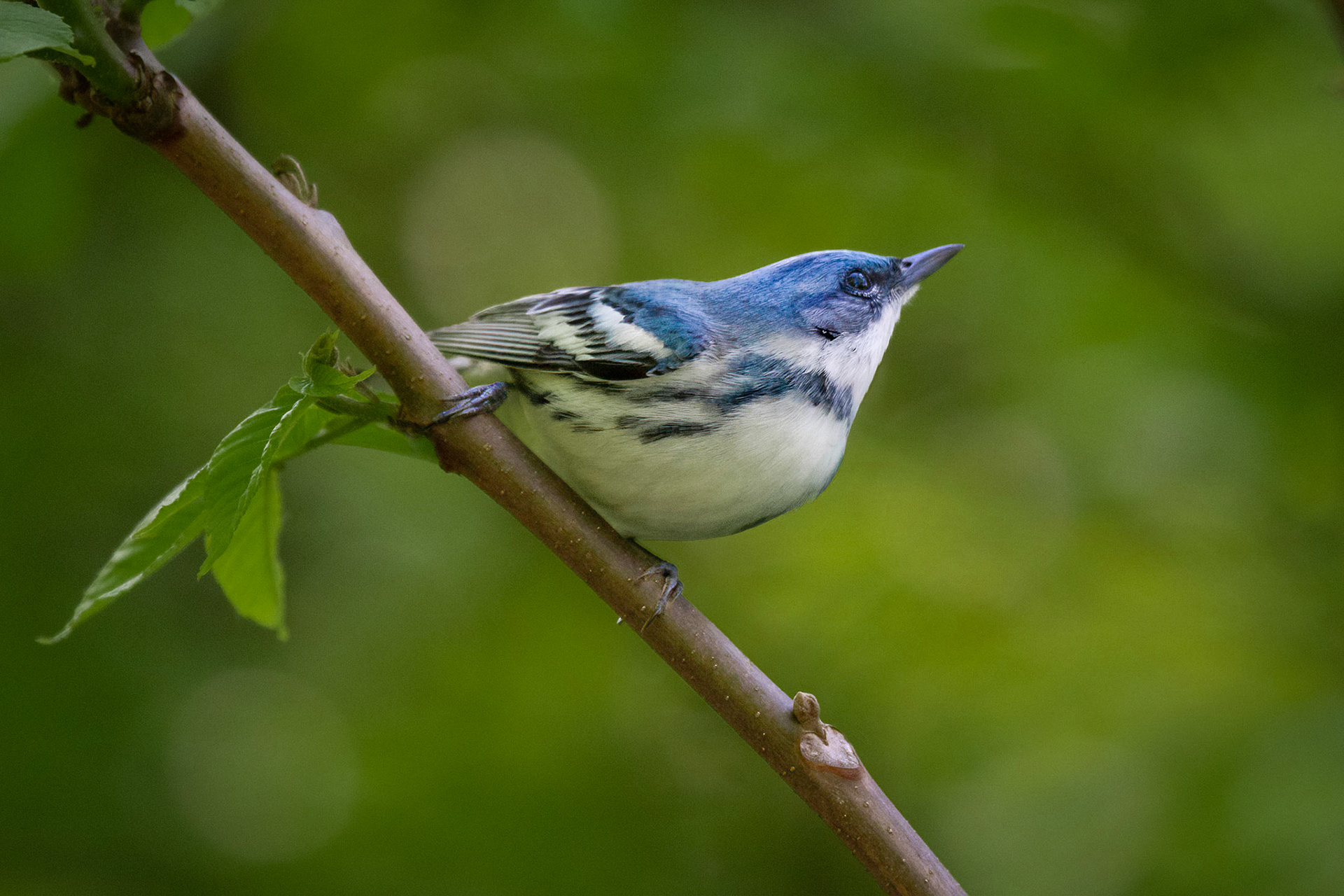 Cerulean Warbler